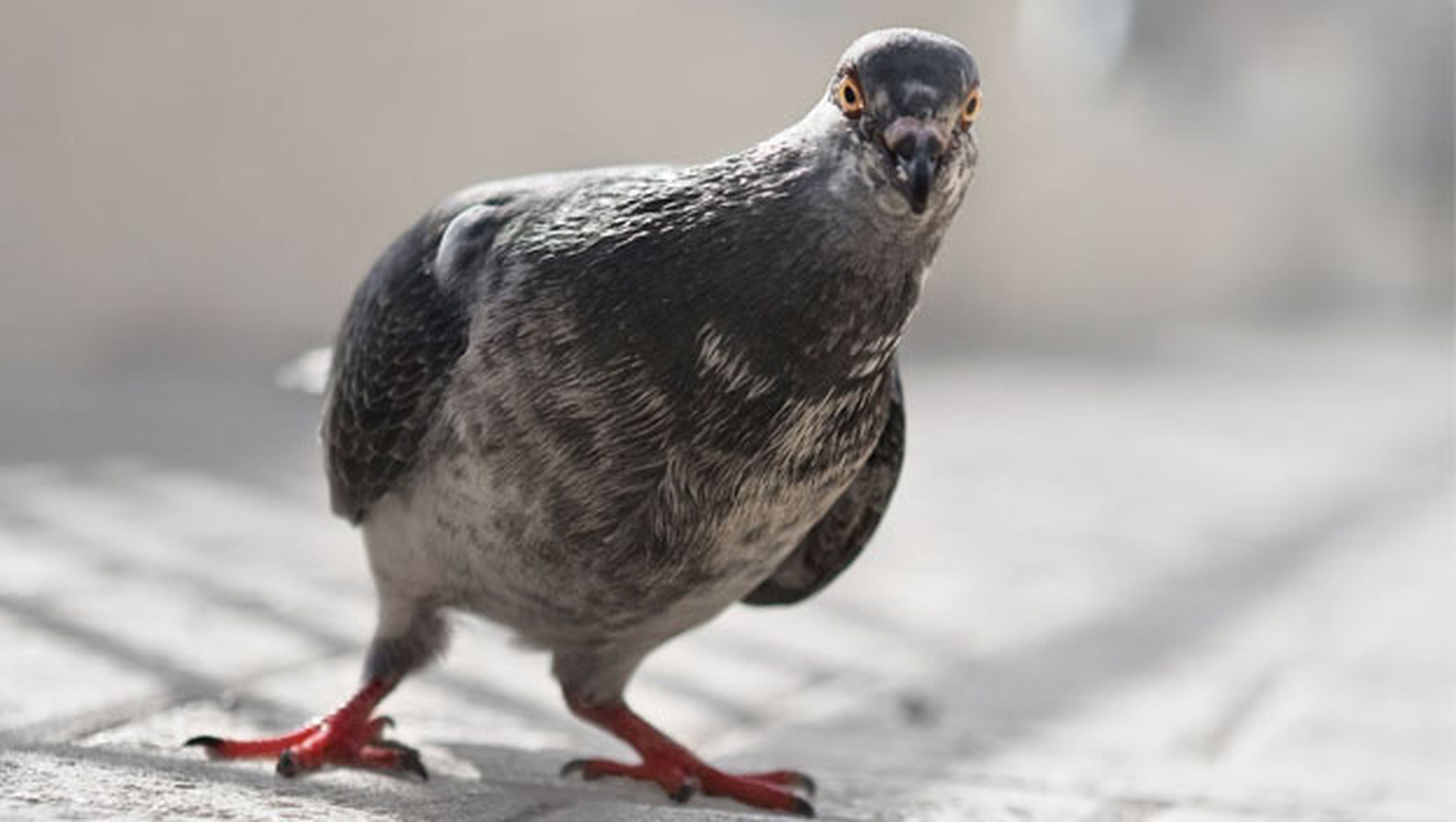 Las aves urbanas son más inteligentes y más sanas que las del campo