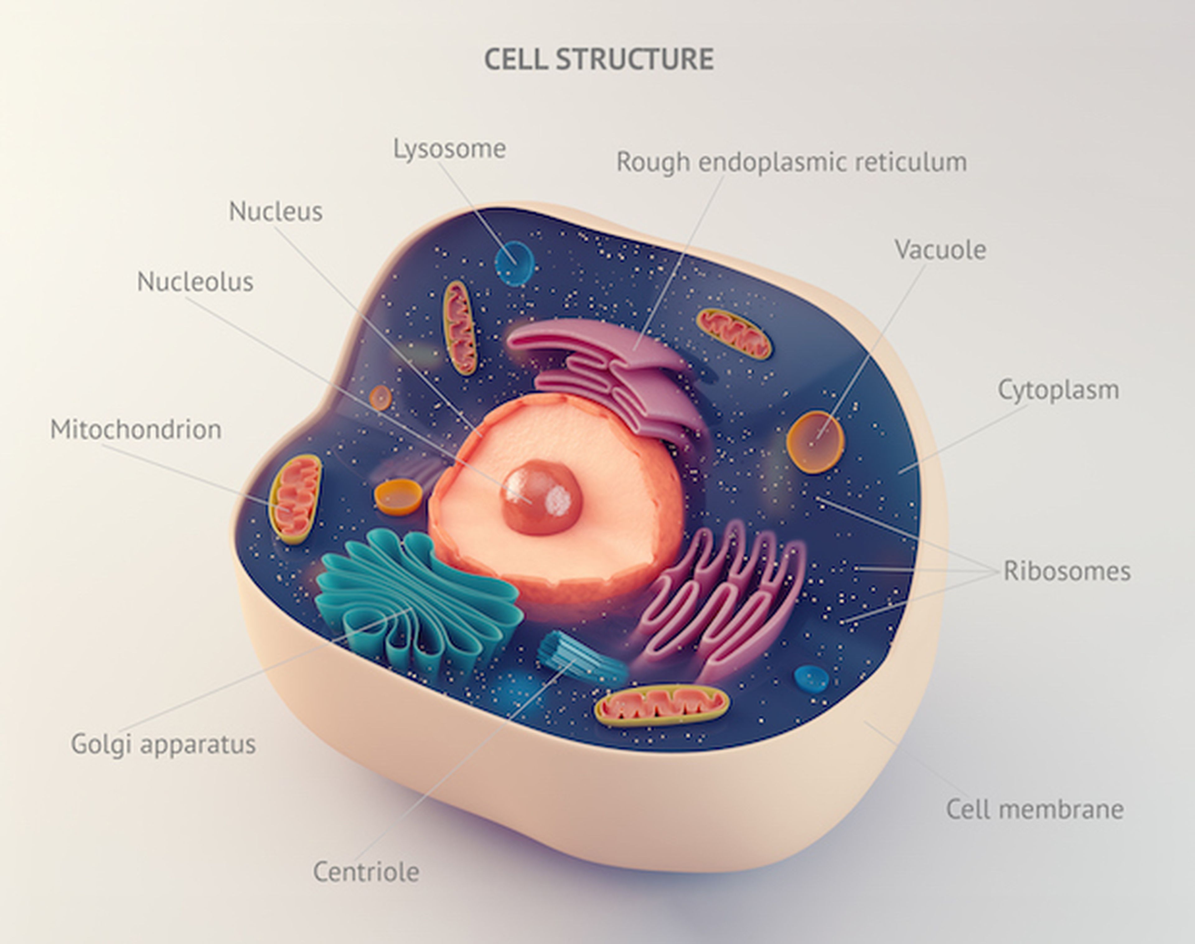 Estructura de una célula