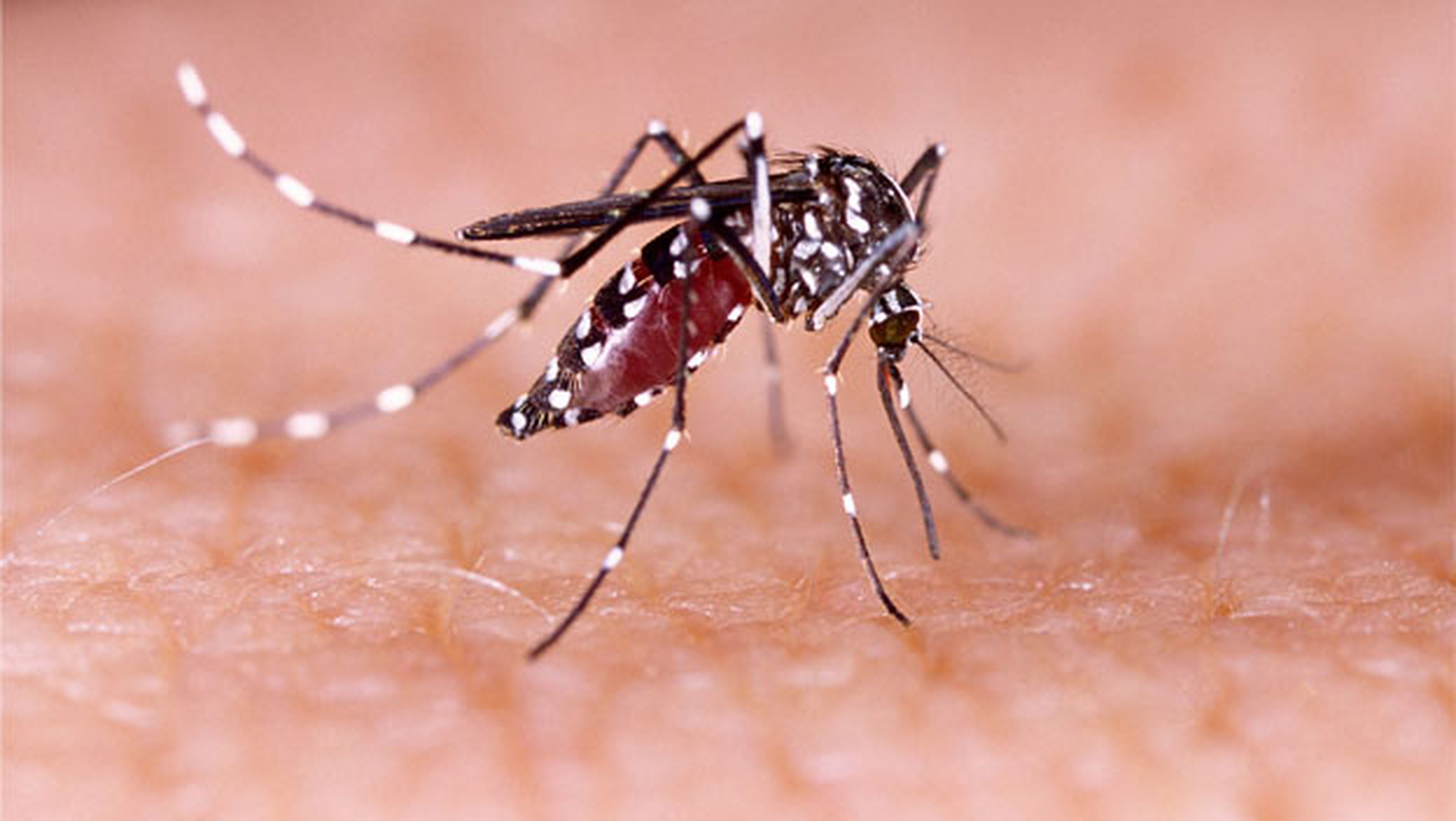 Mosquitos modificados genéticamente lucharán contra el Zika