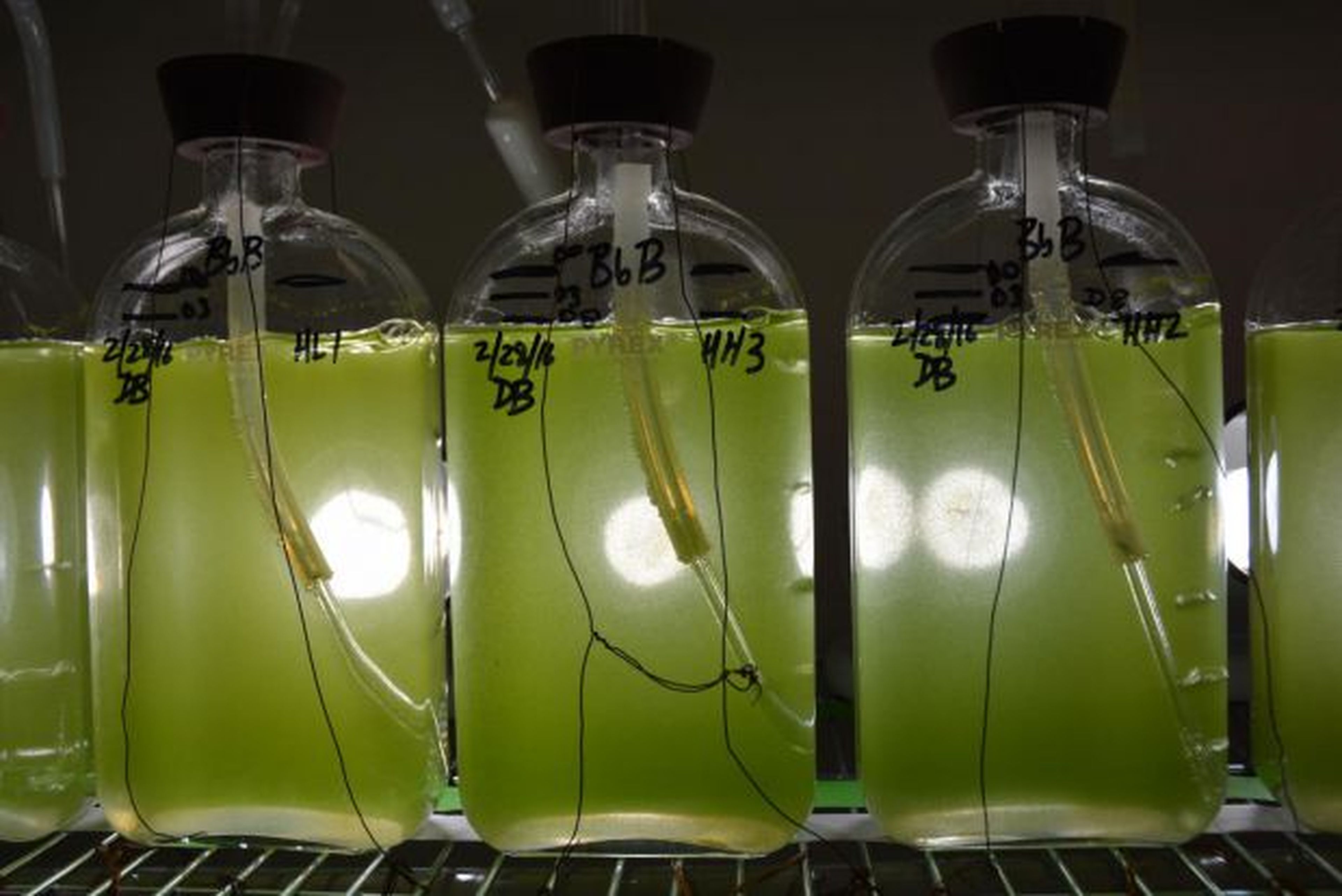 Combustible a base de algas