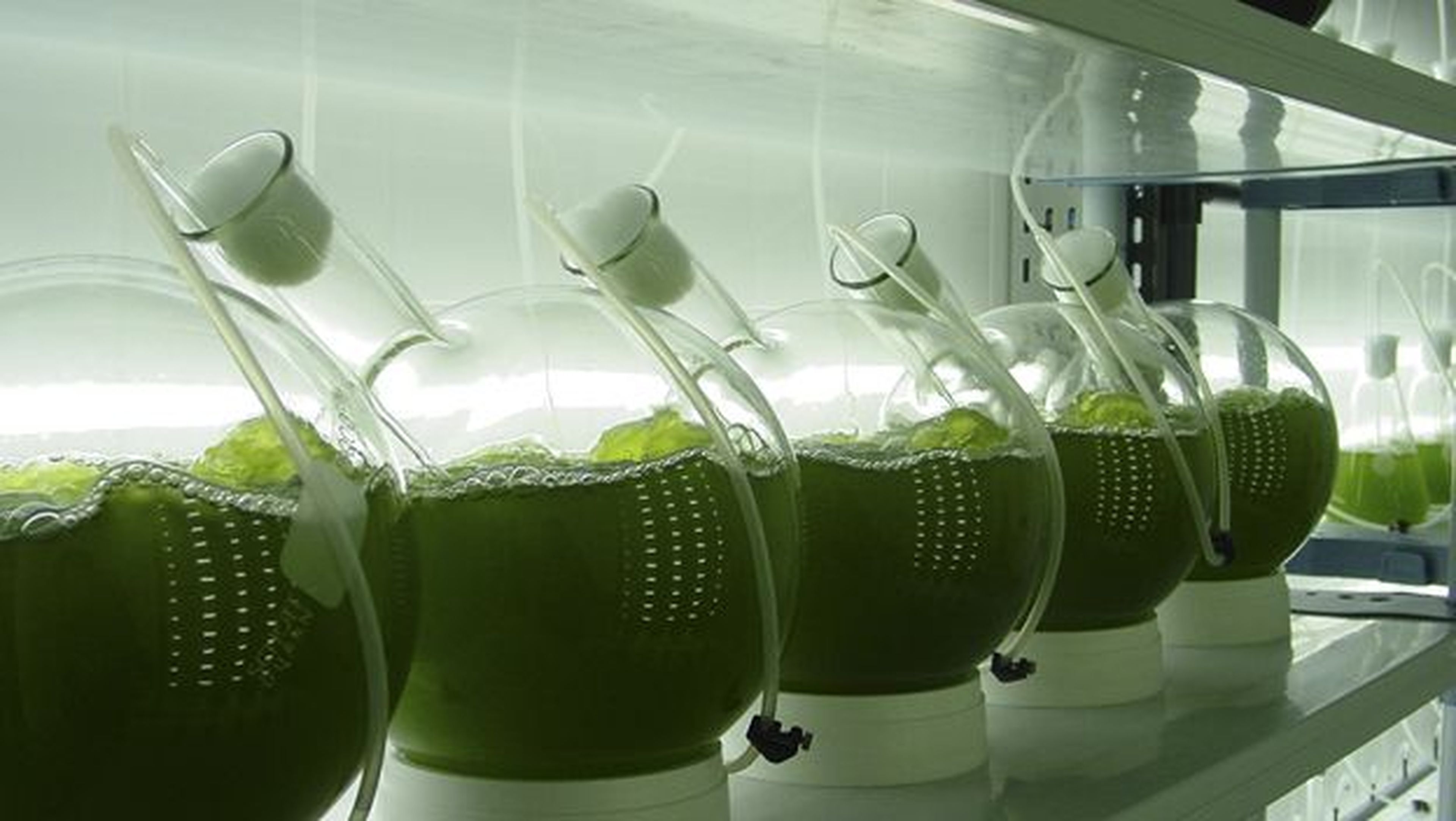 biocombustible de algas
