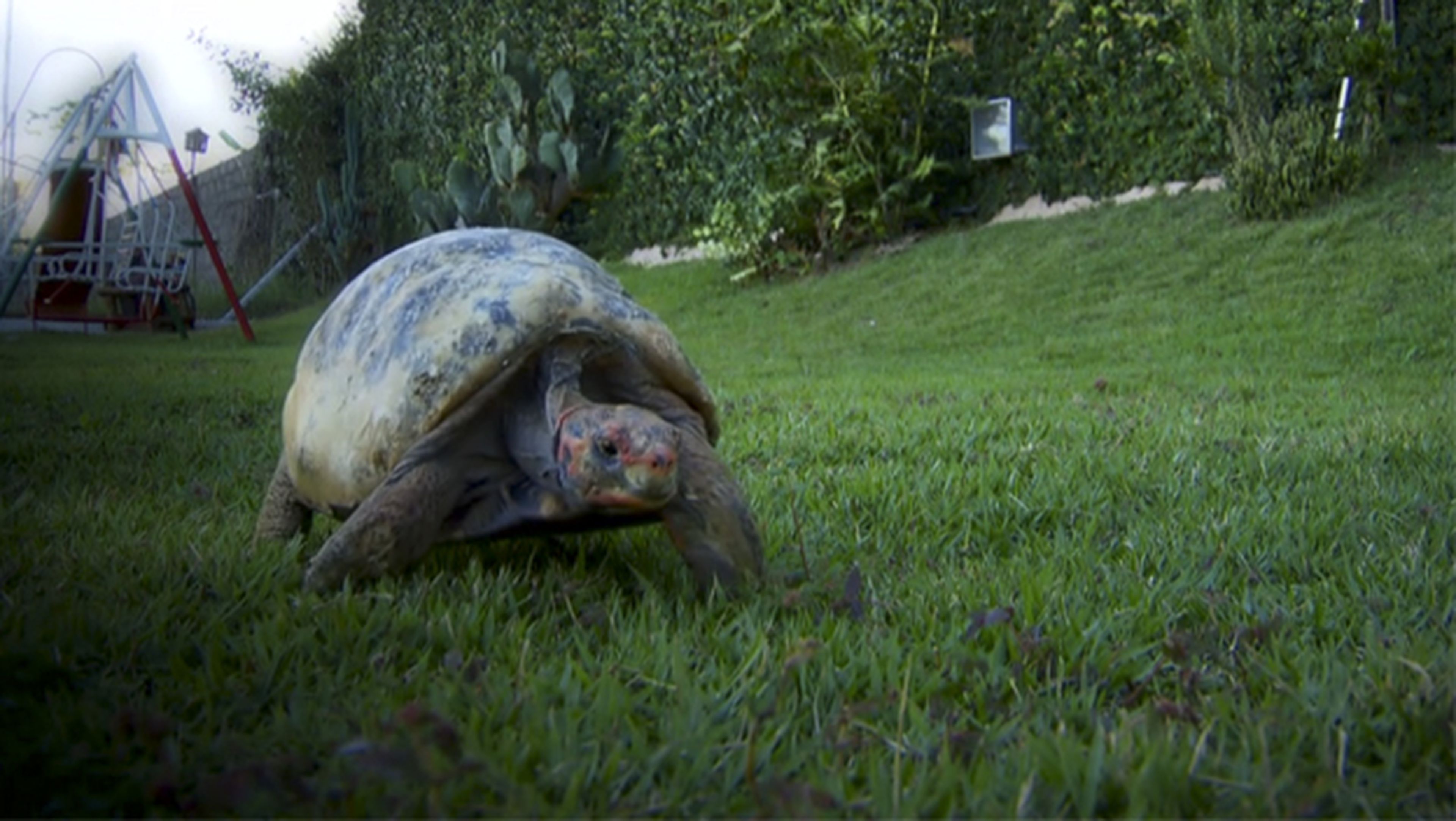 Salvan a una tortuga con un caparazón impreso en 3D