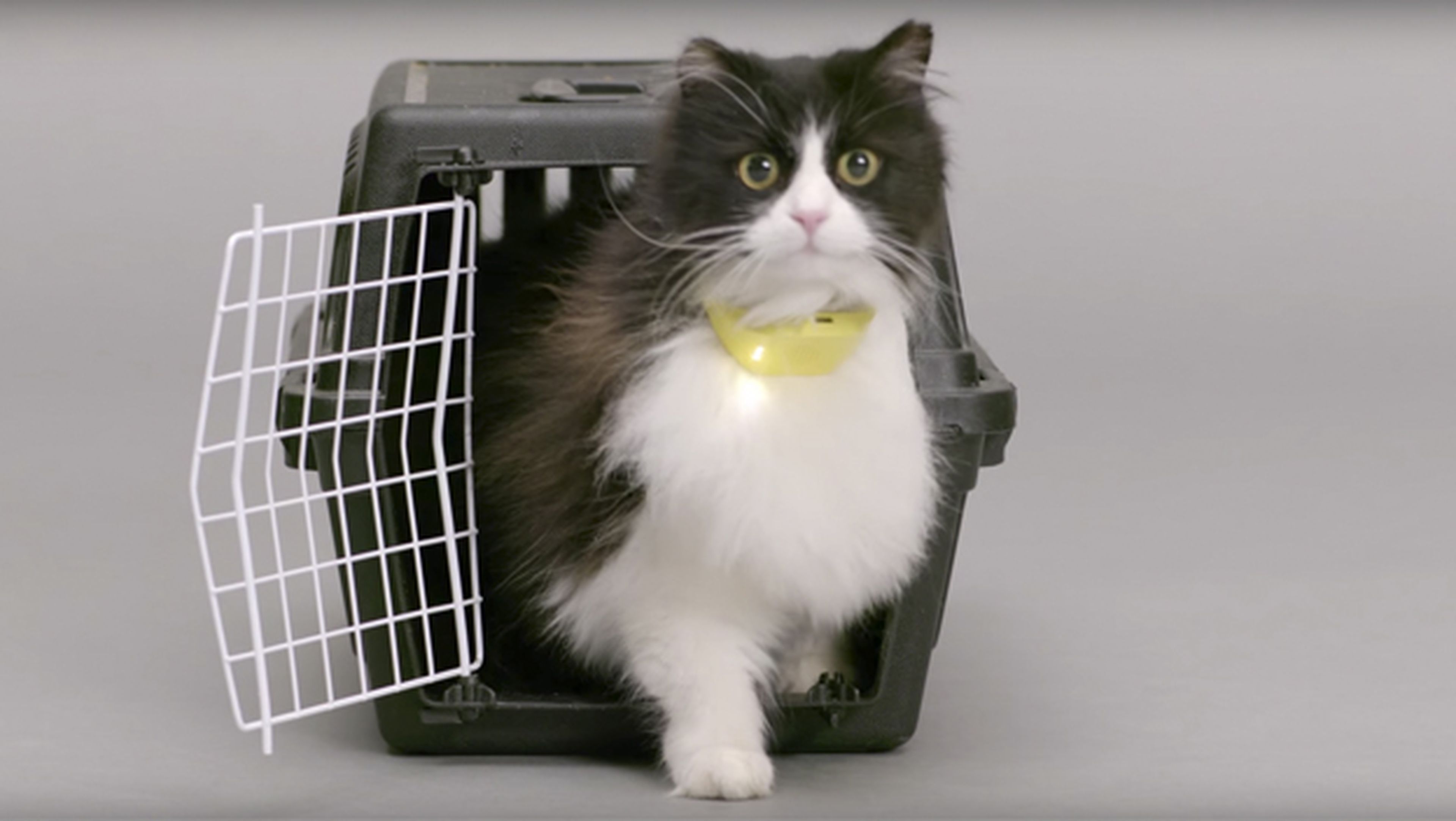 Catterbox, el collar que traduce los maullidos de tu gato