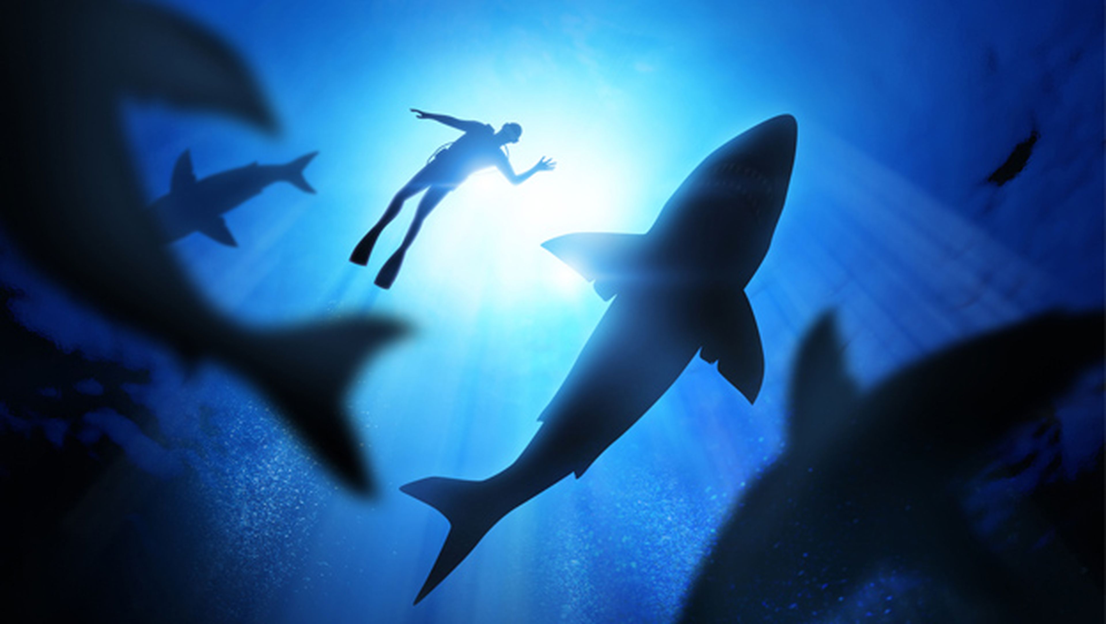 Los humanos son una amenaza para los tiburones, no al revés