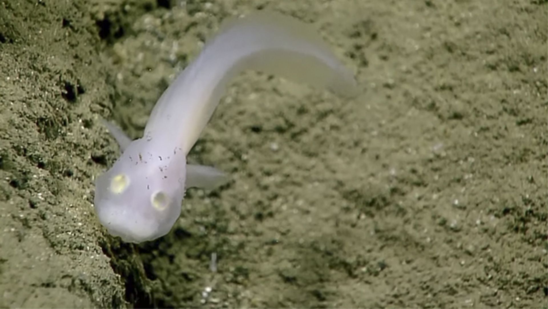 Descubren un pez fantasma casi transparente