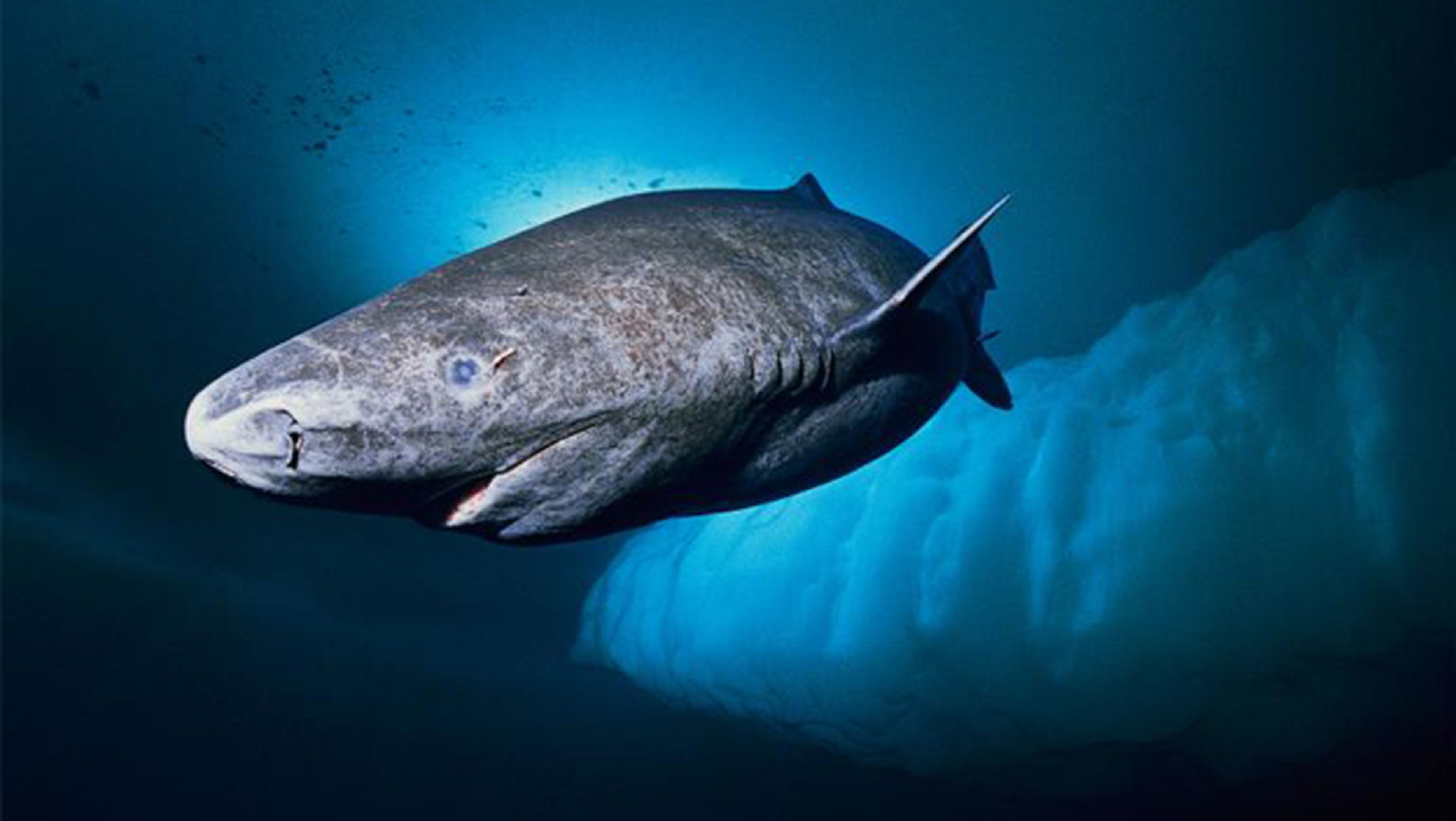 Tiburón de Groenlandia | Imagen: National Geographic