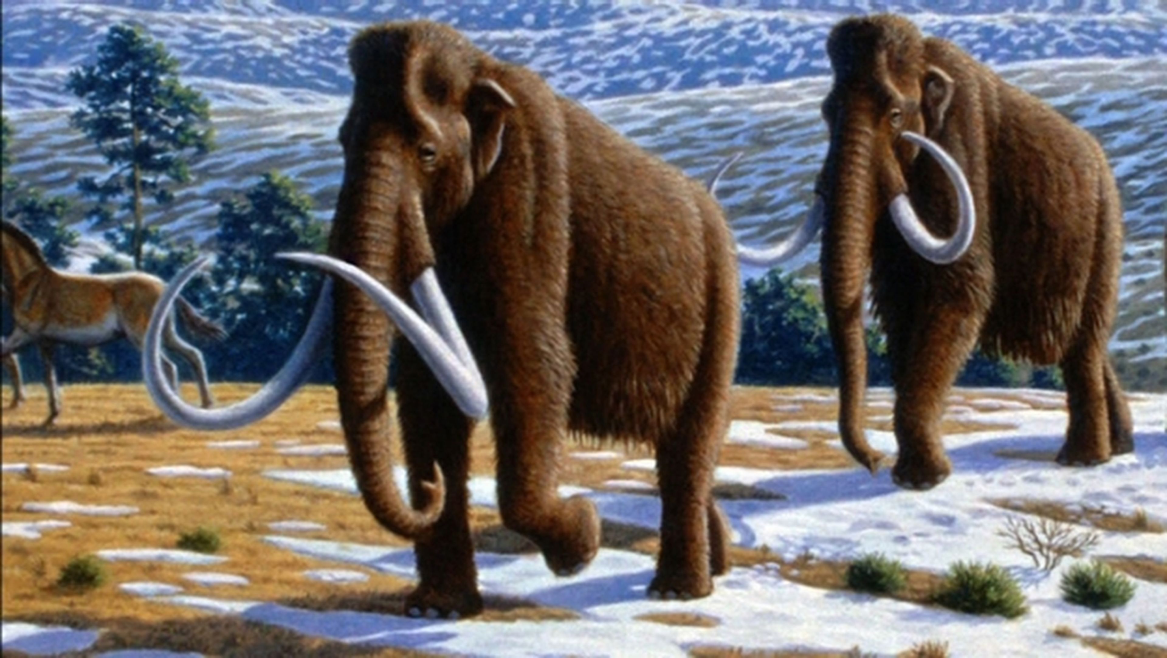 Los mamuts podrían ser declarados especie protegida