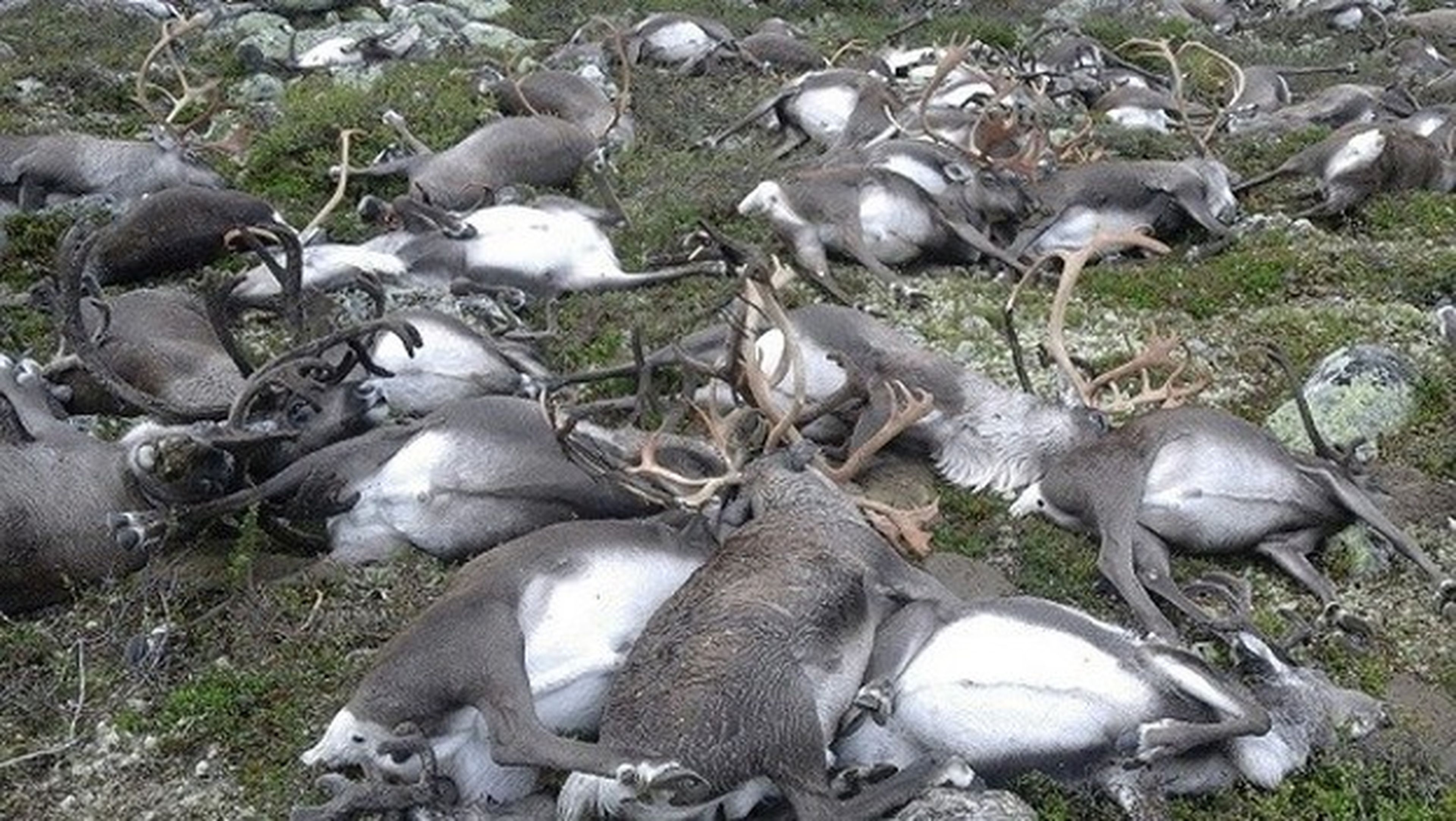 Un rayo mata a más de 300 renos en Noruega