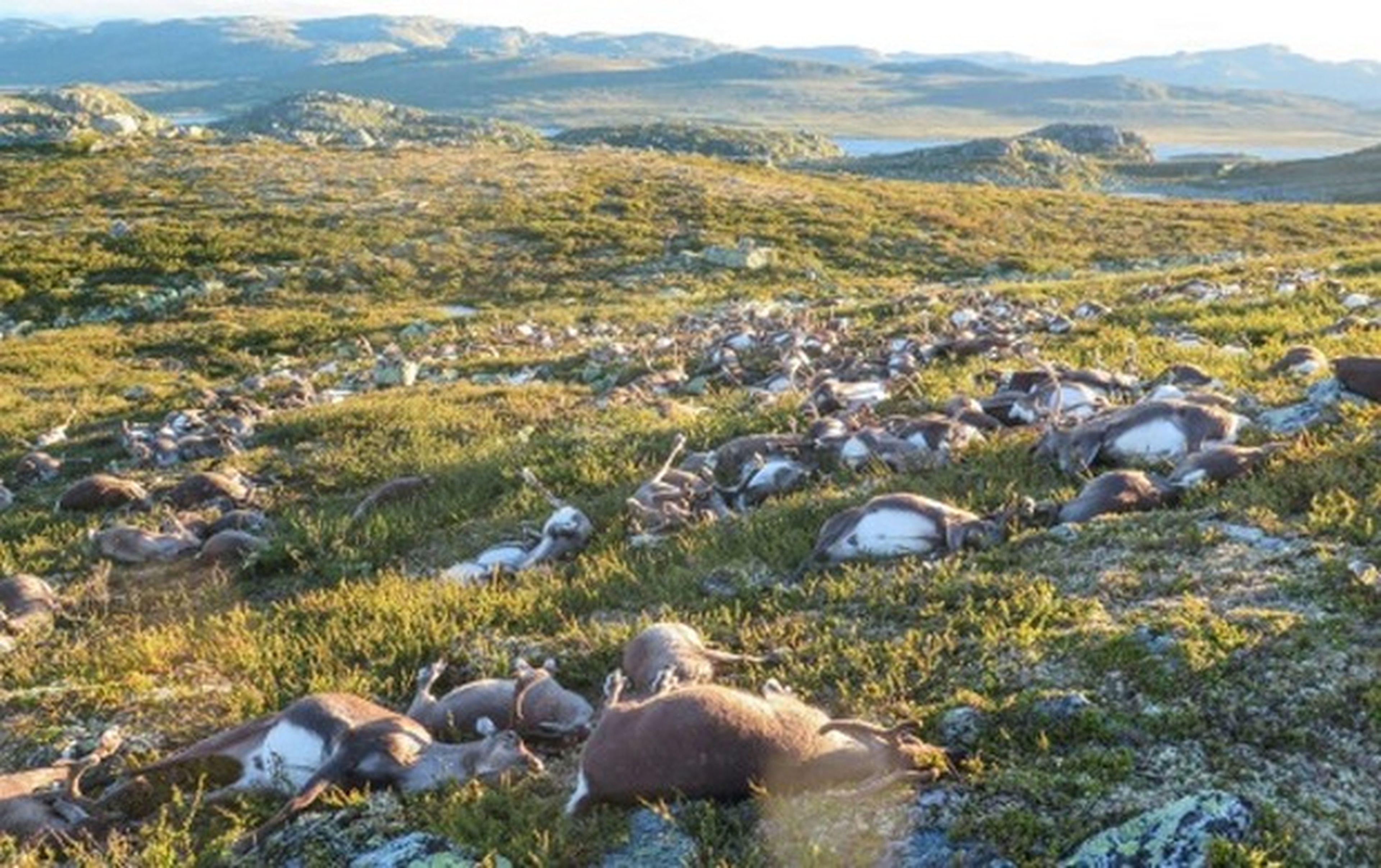 Un rayo mata a más de 300 renos en Noruega