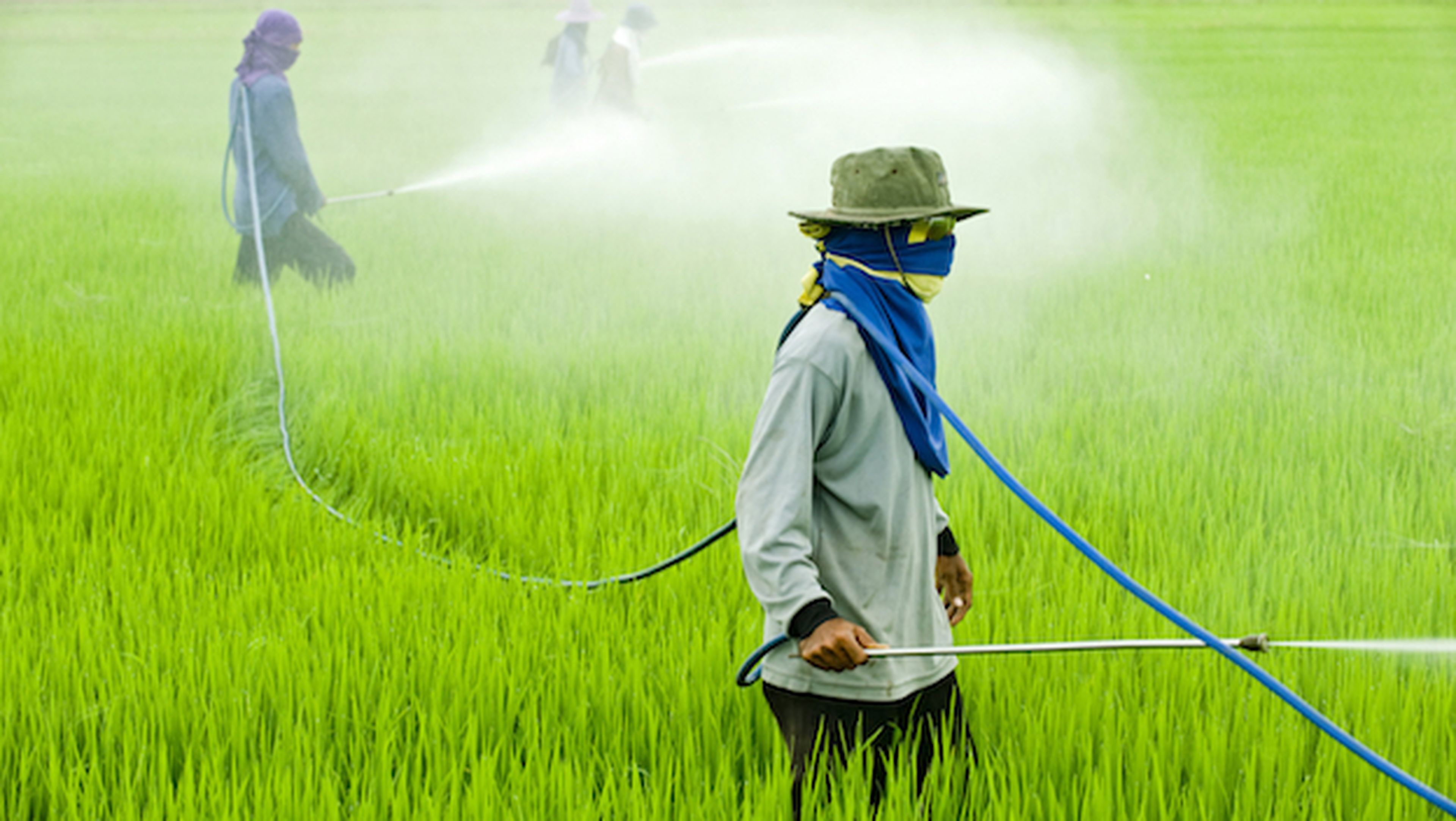 Pesticidas que se adhieren mejor, menos contaminación