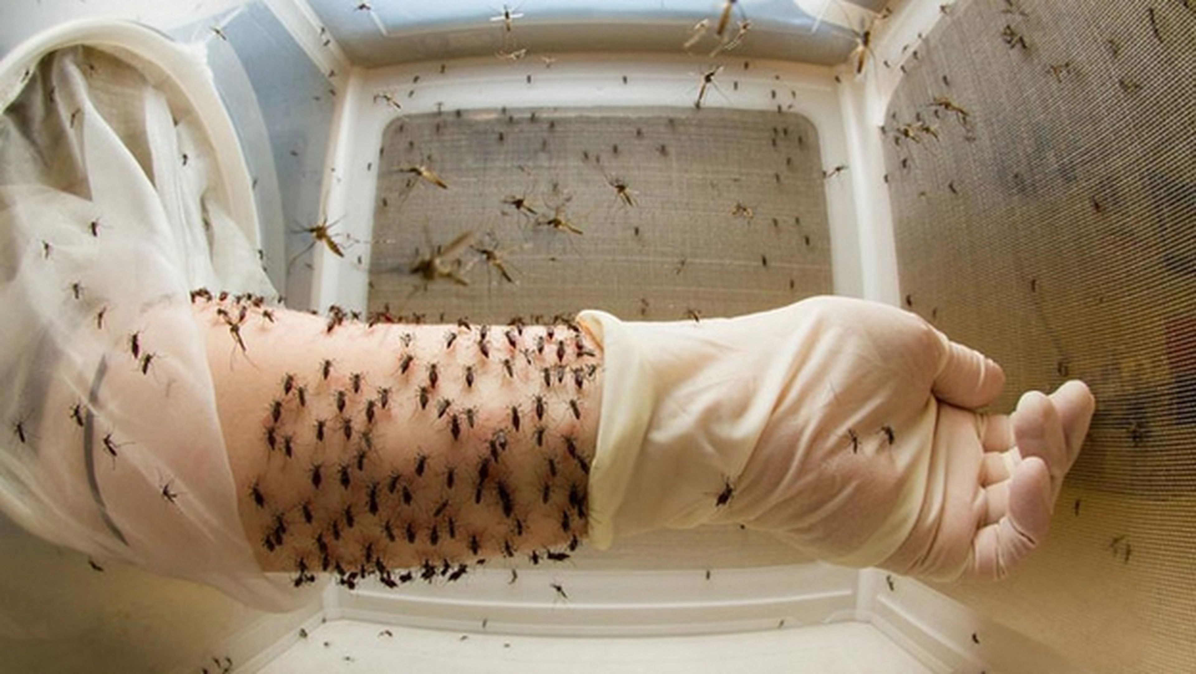 Sueltan mosquitos macho mutantes en Brasil para combatir el Zika