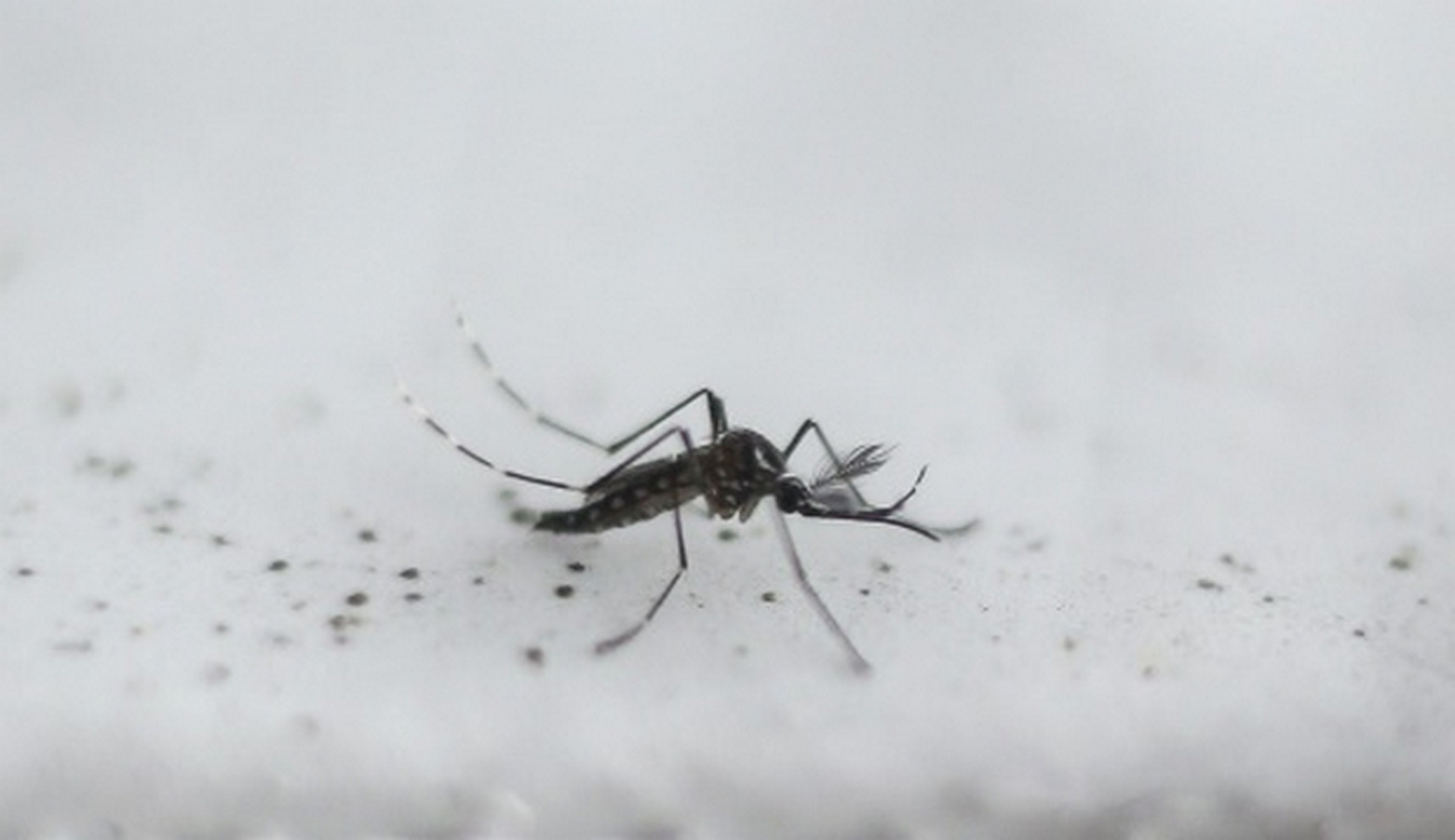 Sueltan mosquitos macho mutantes en Brasil para combatir el Zika