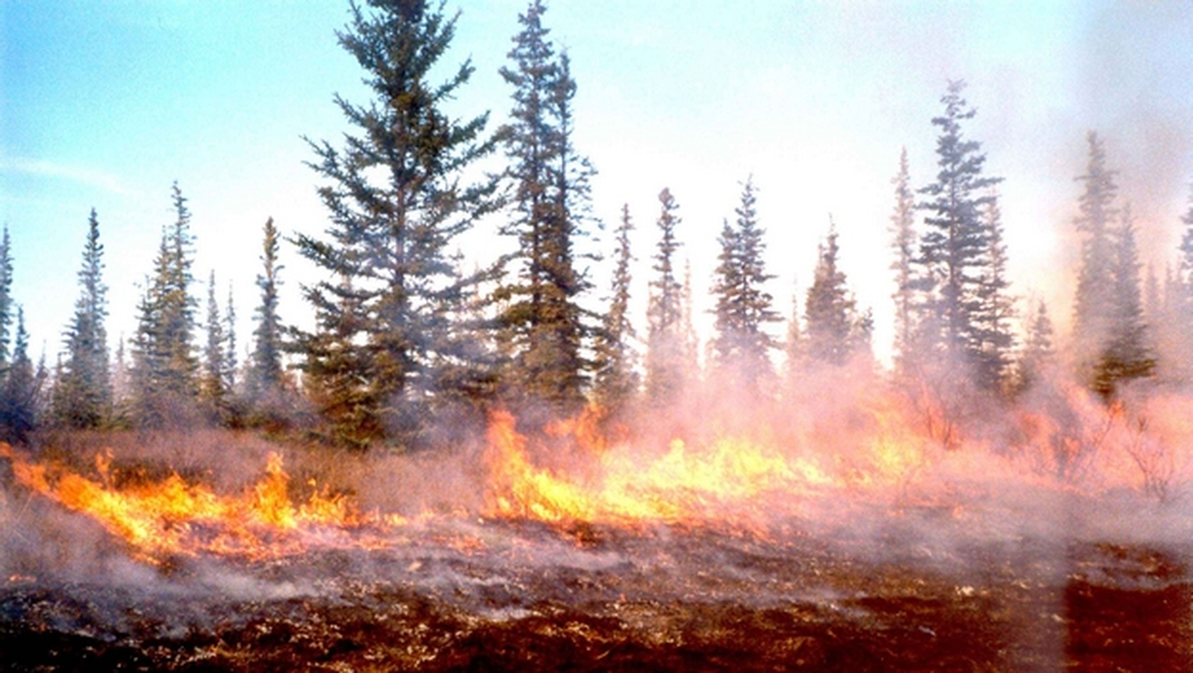 Incendia un bosque para hacerse un selfie y subirlo a Facebook