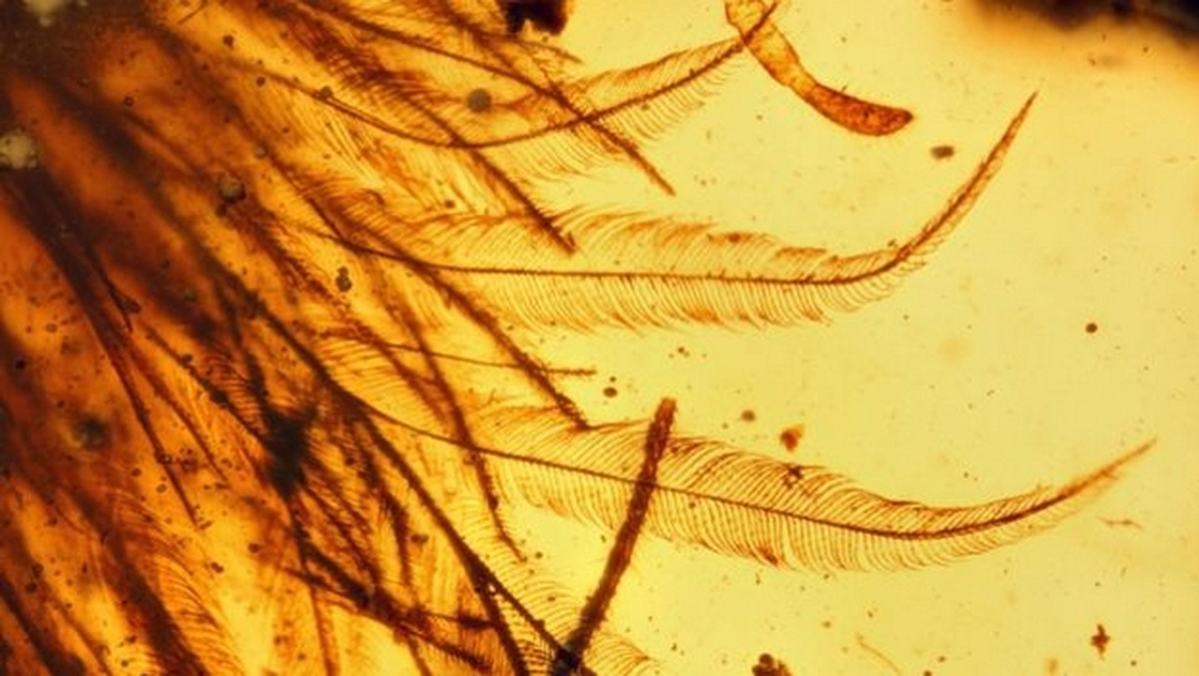 Encuentran plumas completas en la cola de un dinosaurio fosilizado