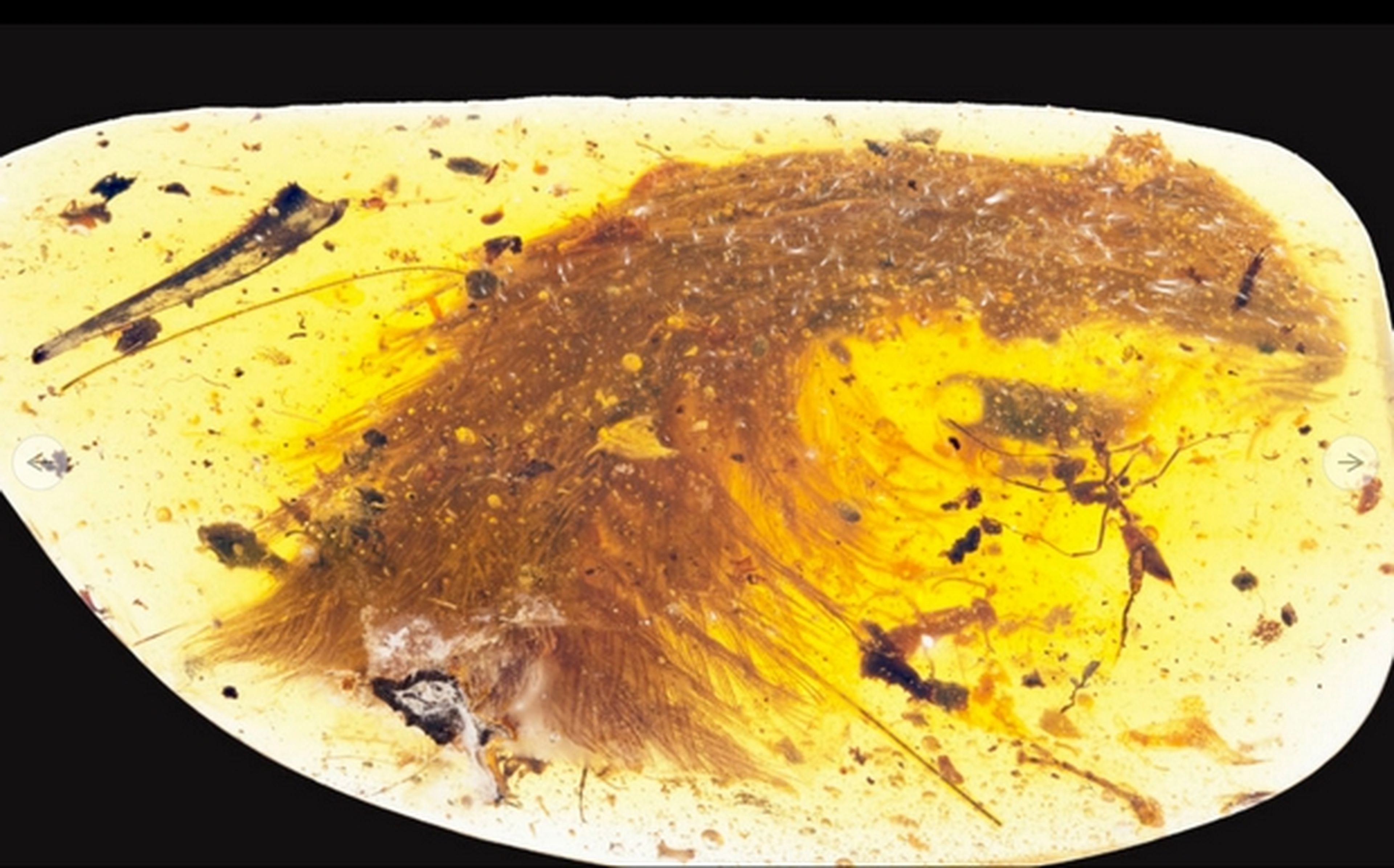 Encuentran plumas completas en la cola de un dinosaurio fosilizado