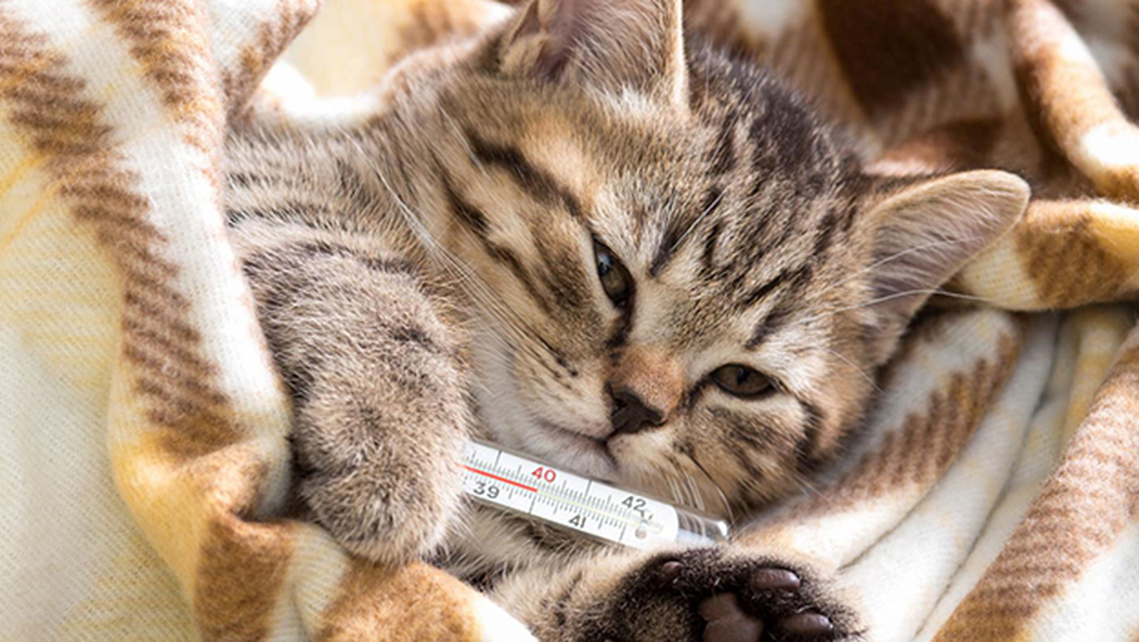 ¿Es posible que un gato o un perro nos peguen la gripe?