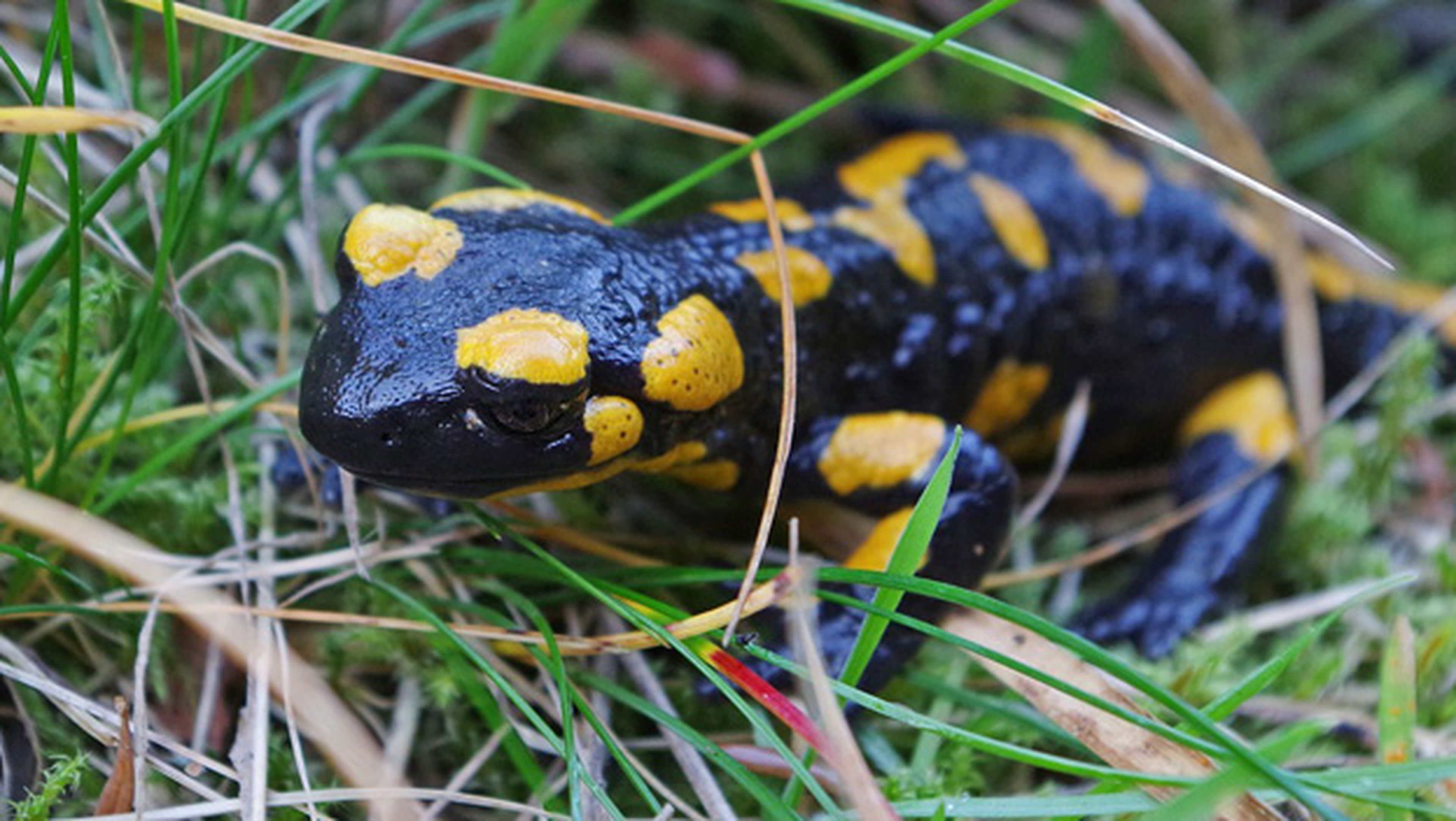 salamandras recorren distancias extremas para tener pareja