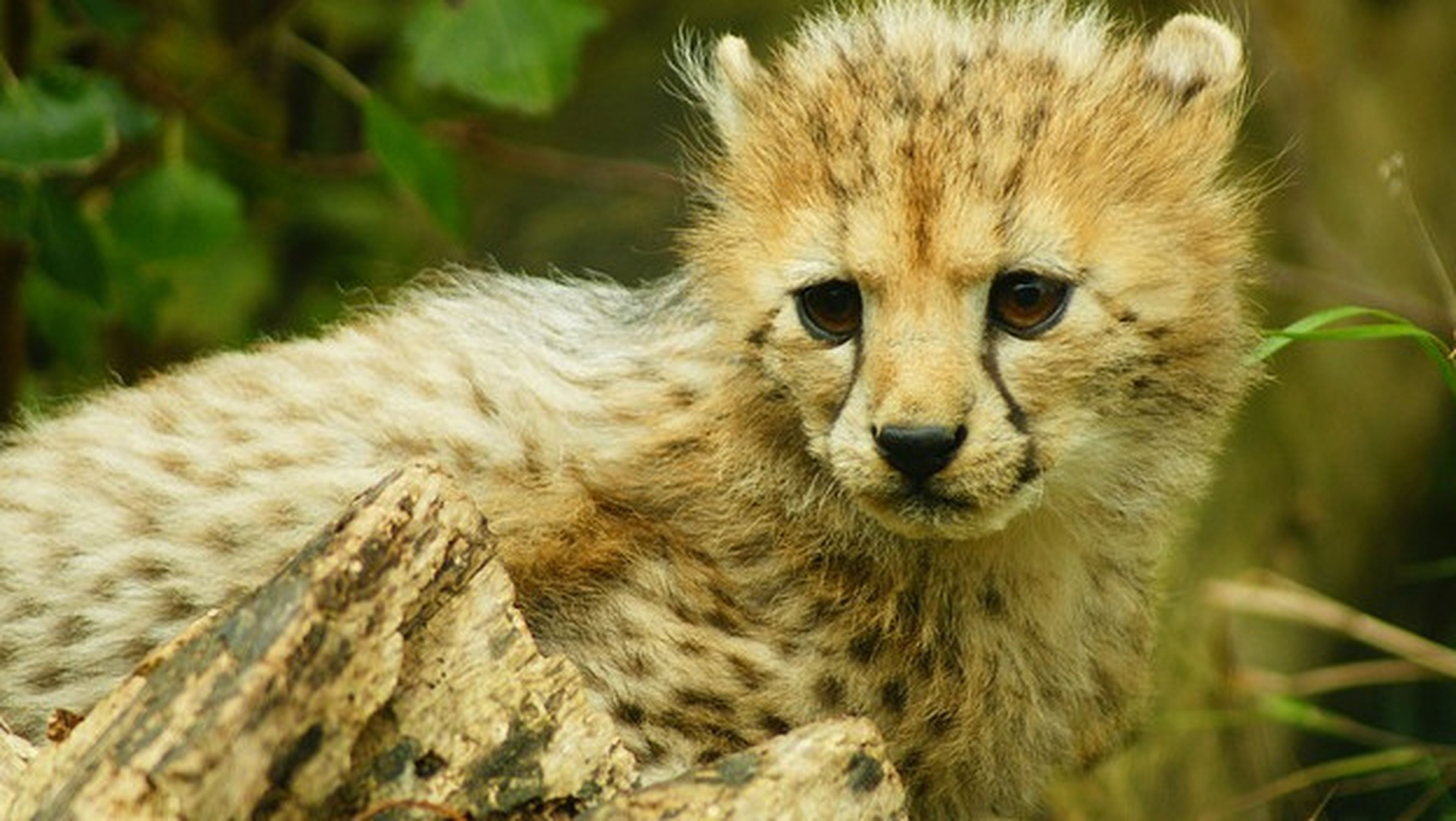 creer Elucidación salario El guepardo, en peligro de extinción inminente | Computer Hoy