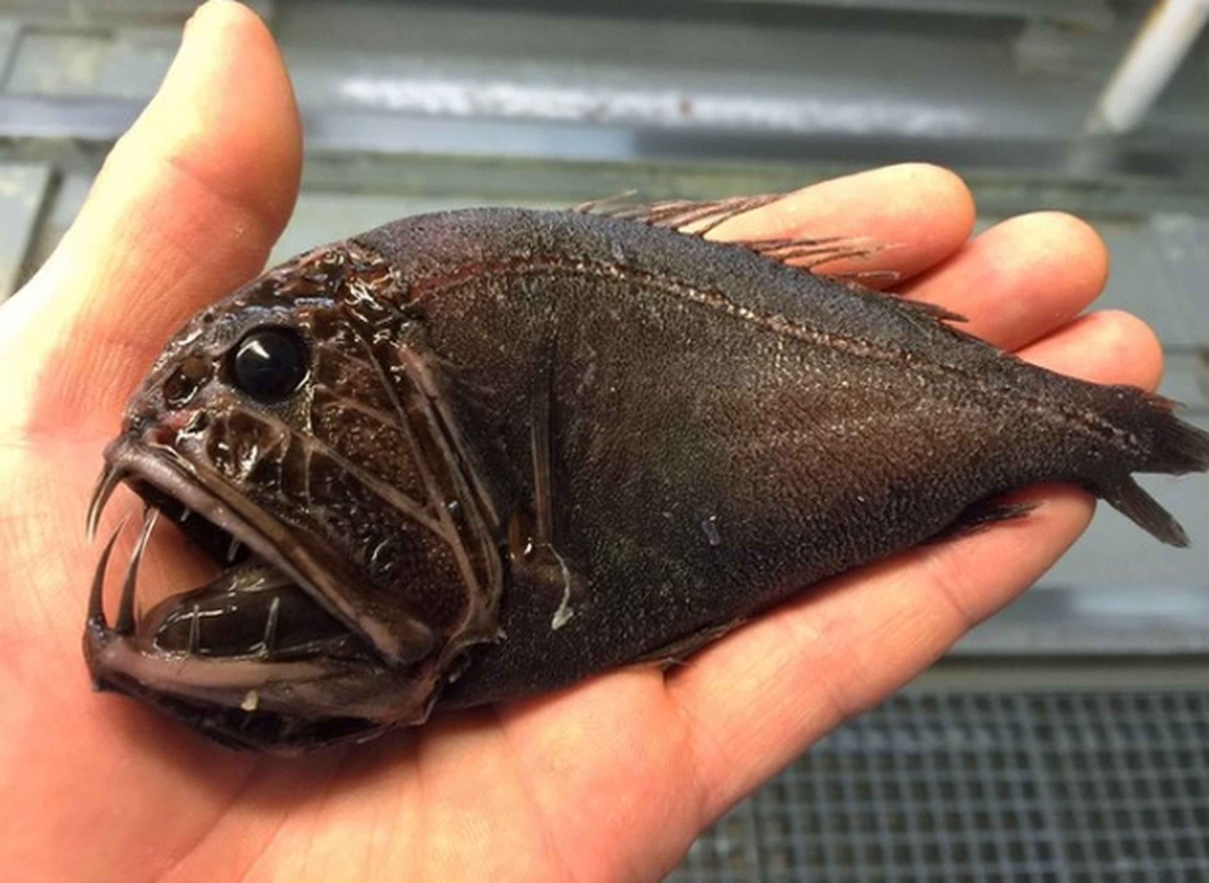 Un pescador muestra en Twitter los peces más terroríficos