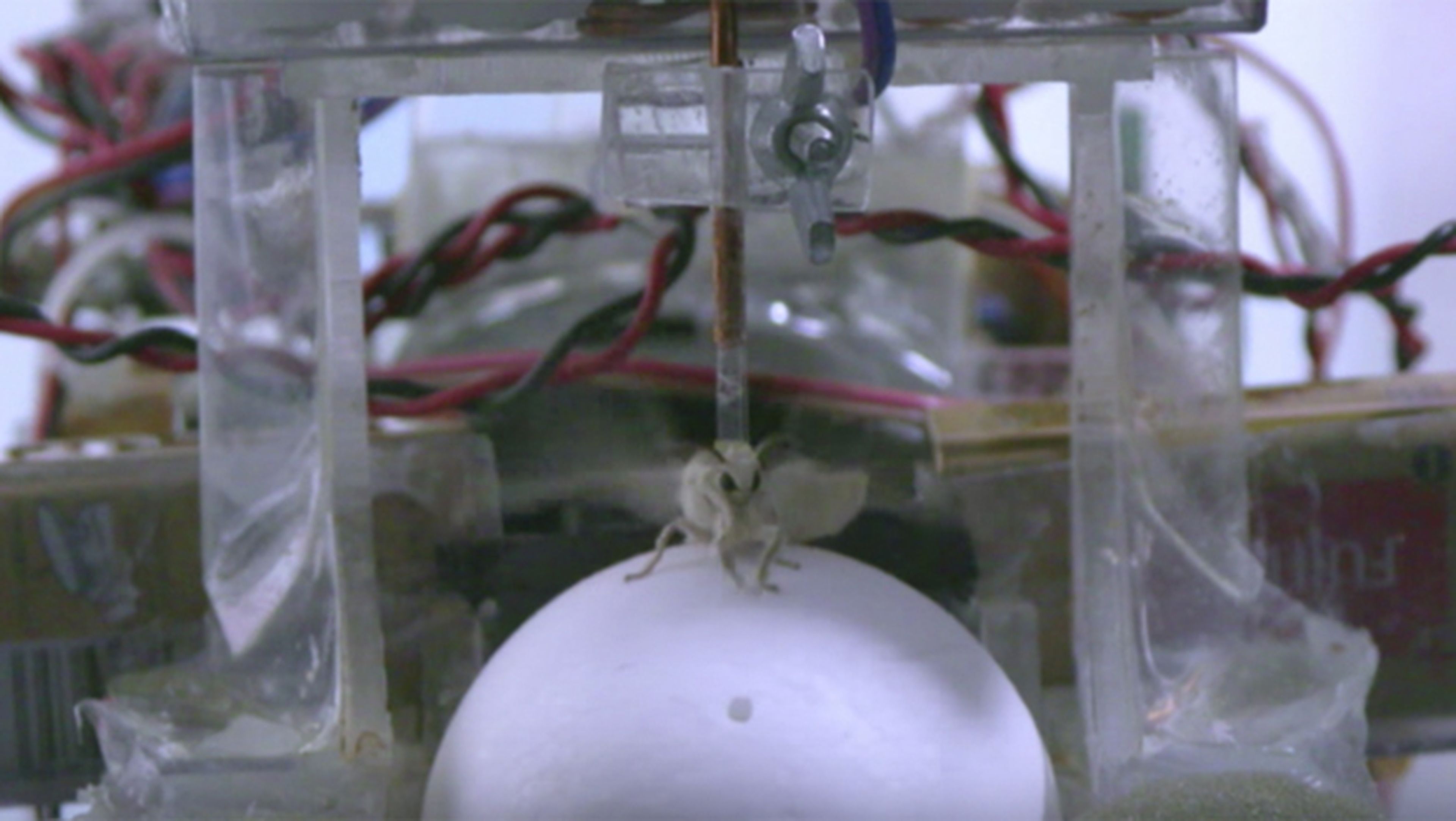 Este insecto conduce un robot siguiendo olores