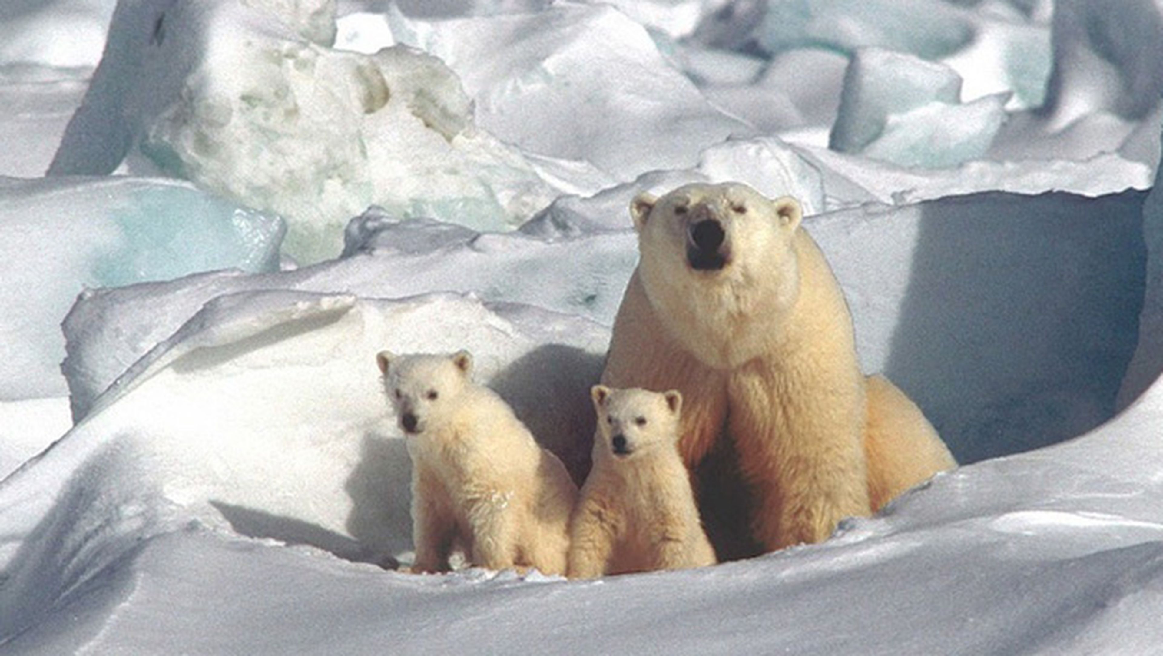 Oso Polar en peligro de extinción