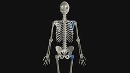 El 3D nos muestra cómo evolucionarán los huesos en 4.000 años