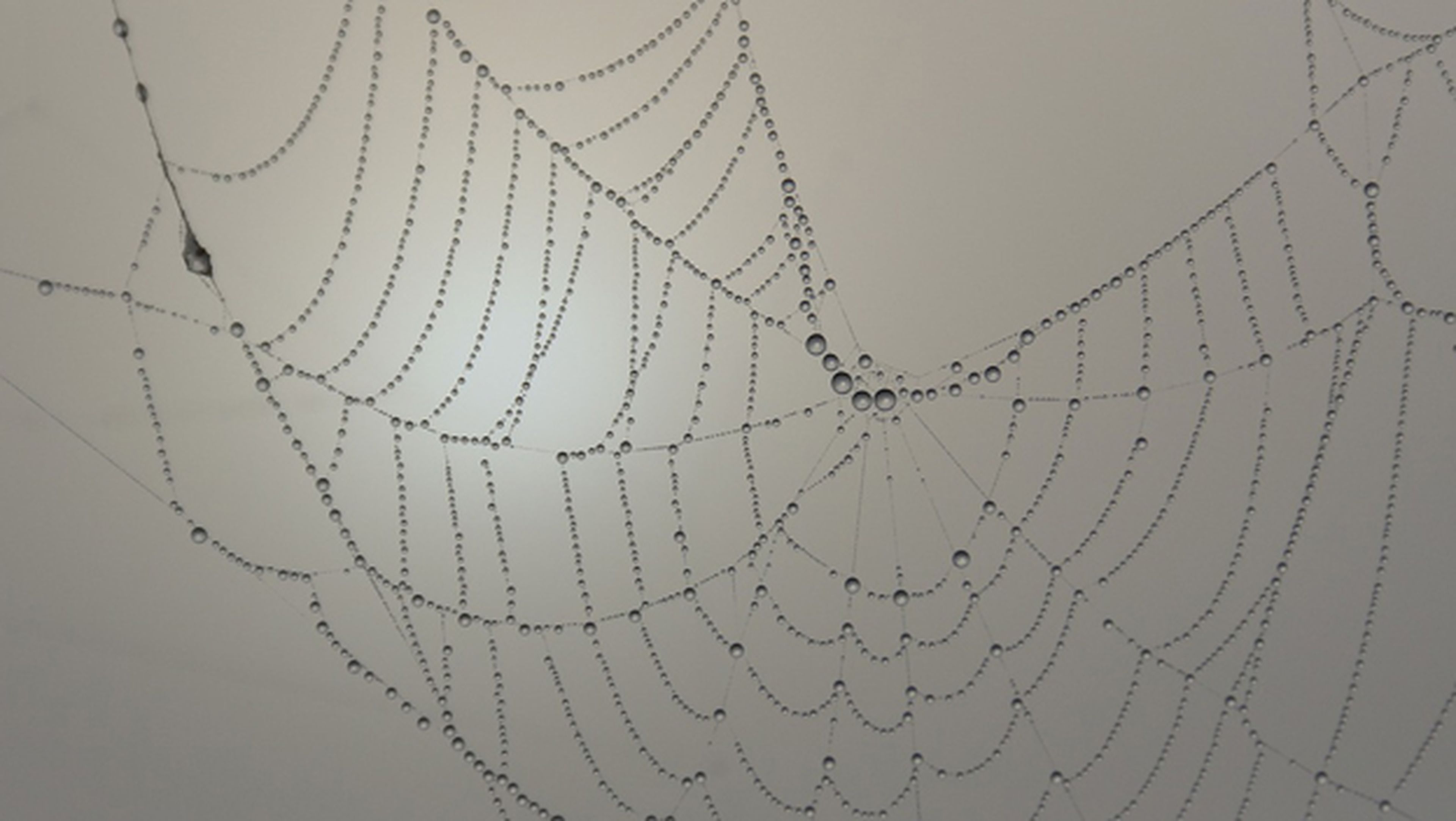 Científicos han creado una seda de araña artificial