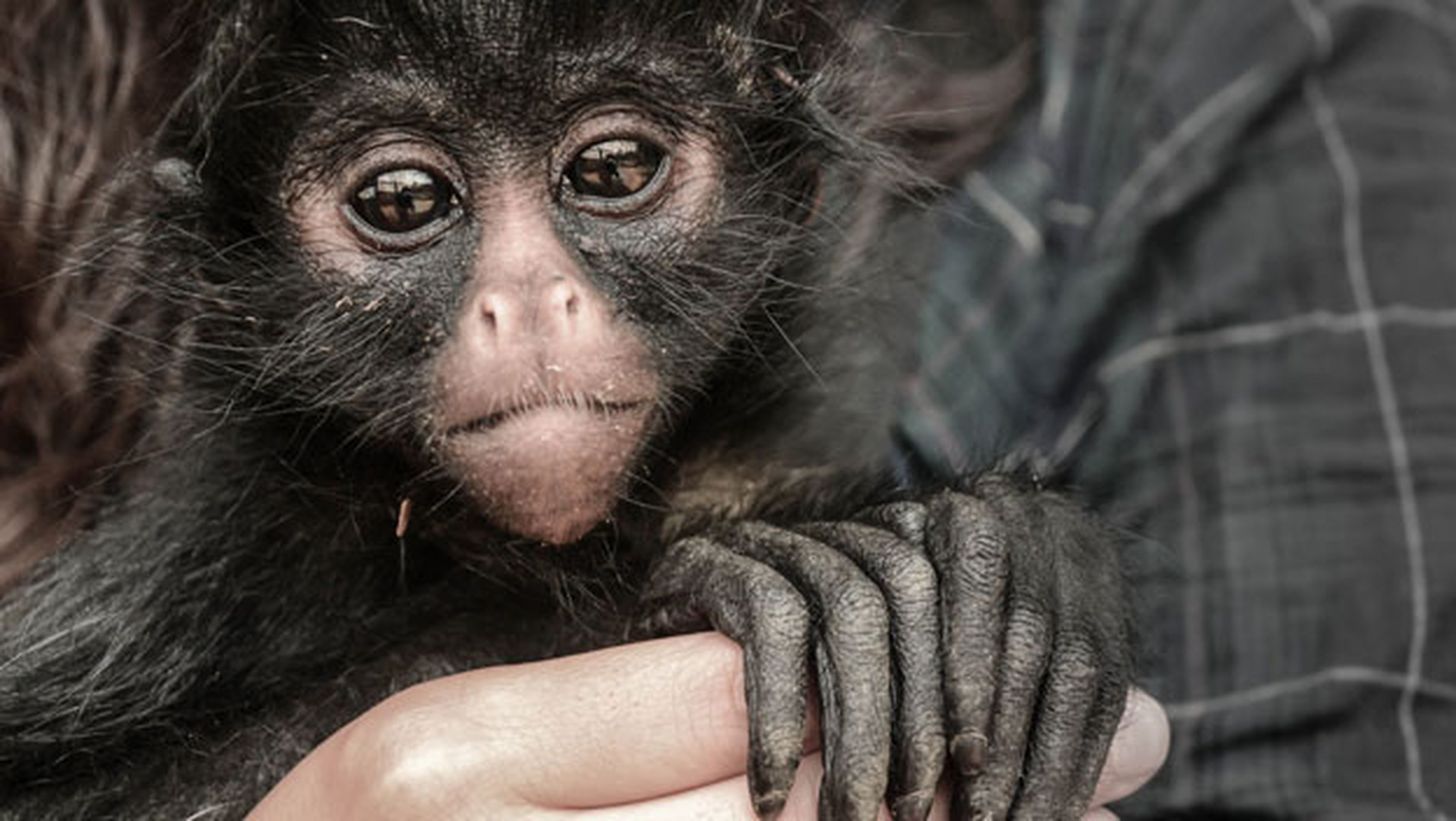 estincion primates monos chimpaces