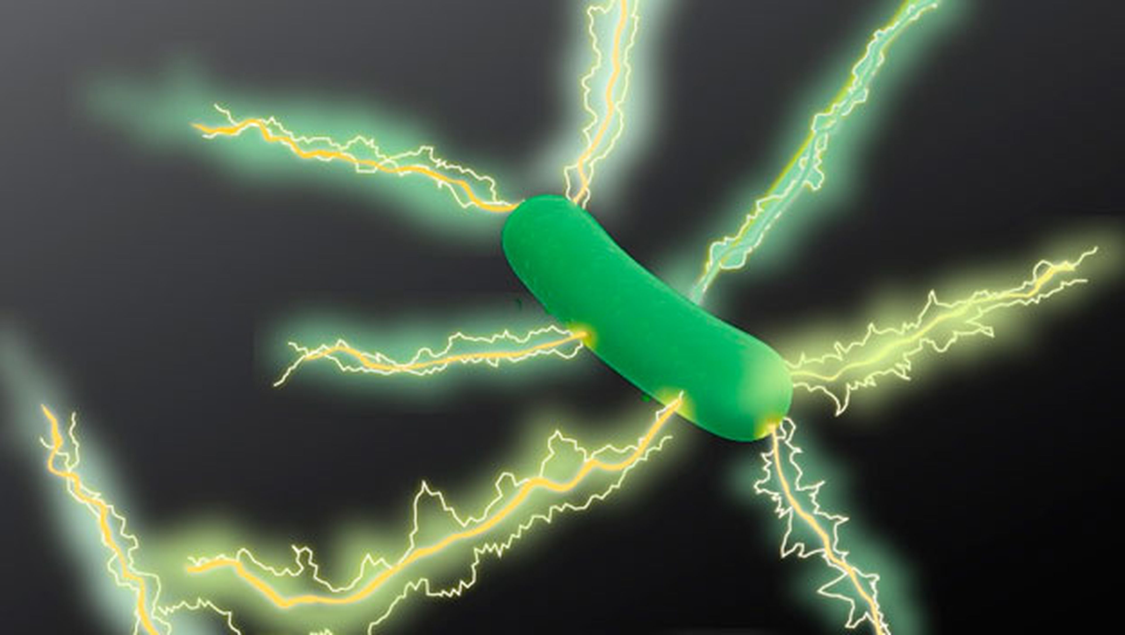 bacteria electricidad