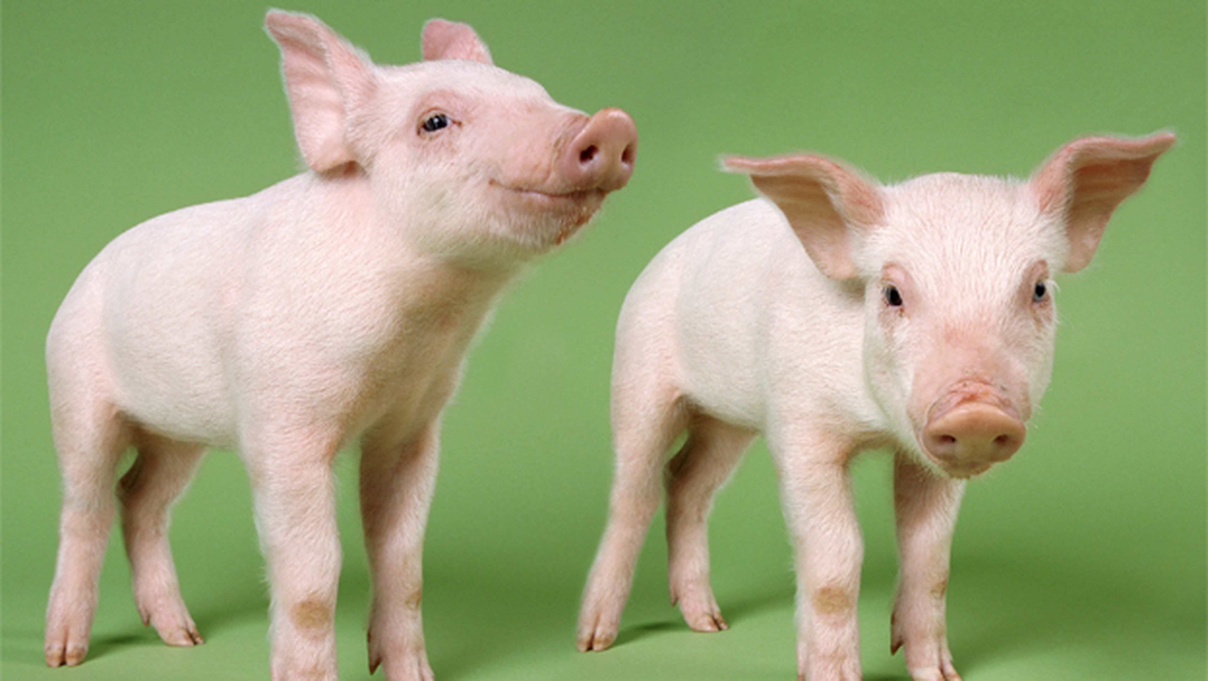 Los cerdos podrían servir para incubar órganos humanos