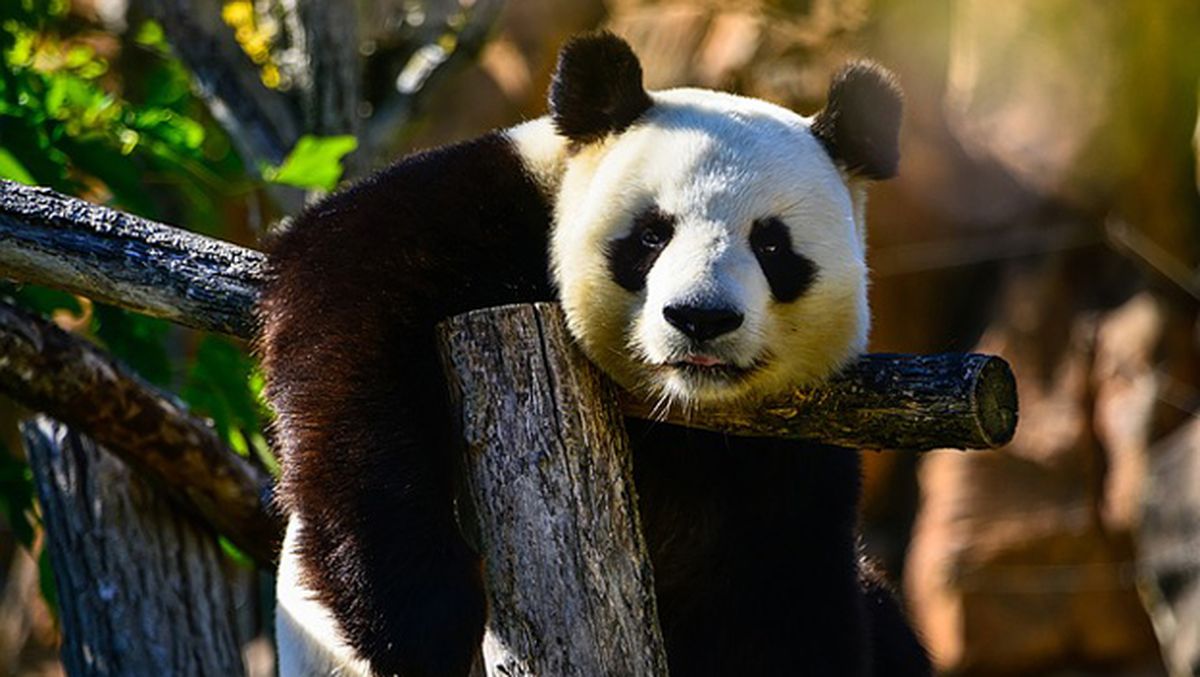 Escritura deshonesto Incorrecto Misterio resuelto: por qué el oso panda es blanco y negro | Computer Hoy