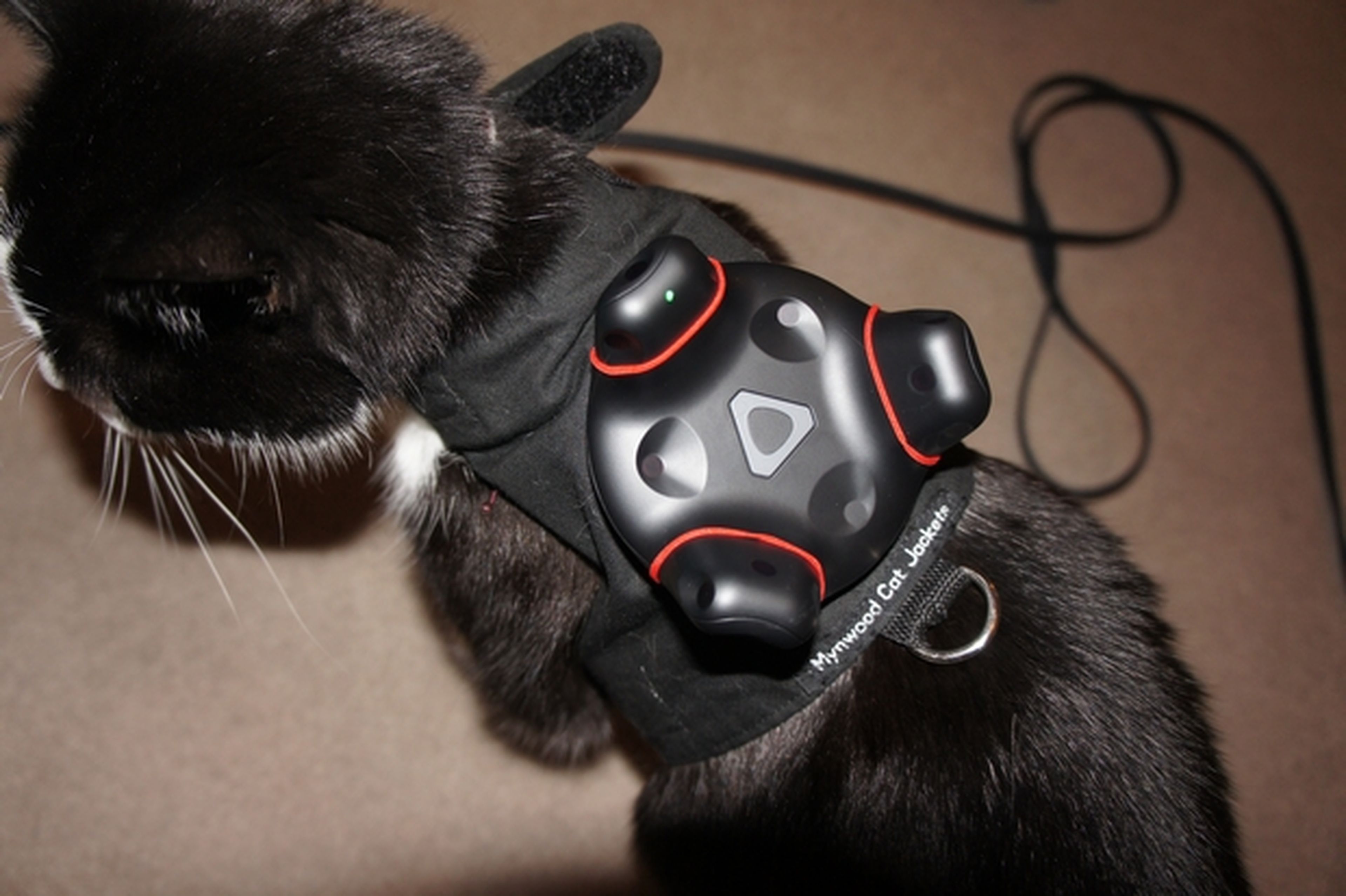Cómo no pisar a tu gato cuando usas la realidad virtual