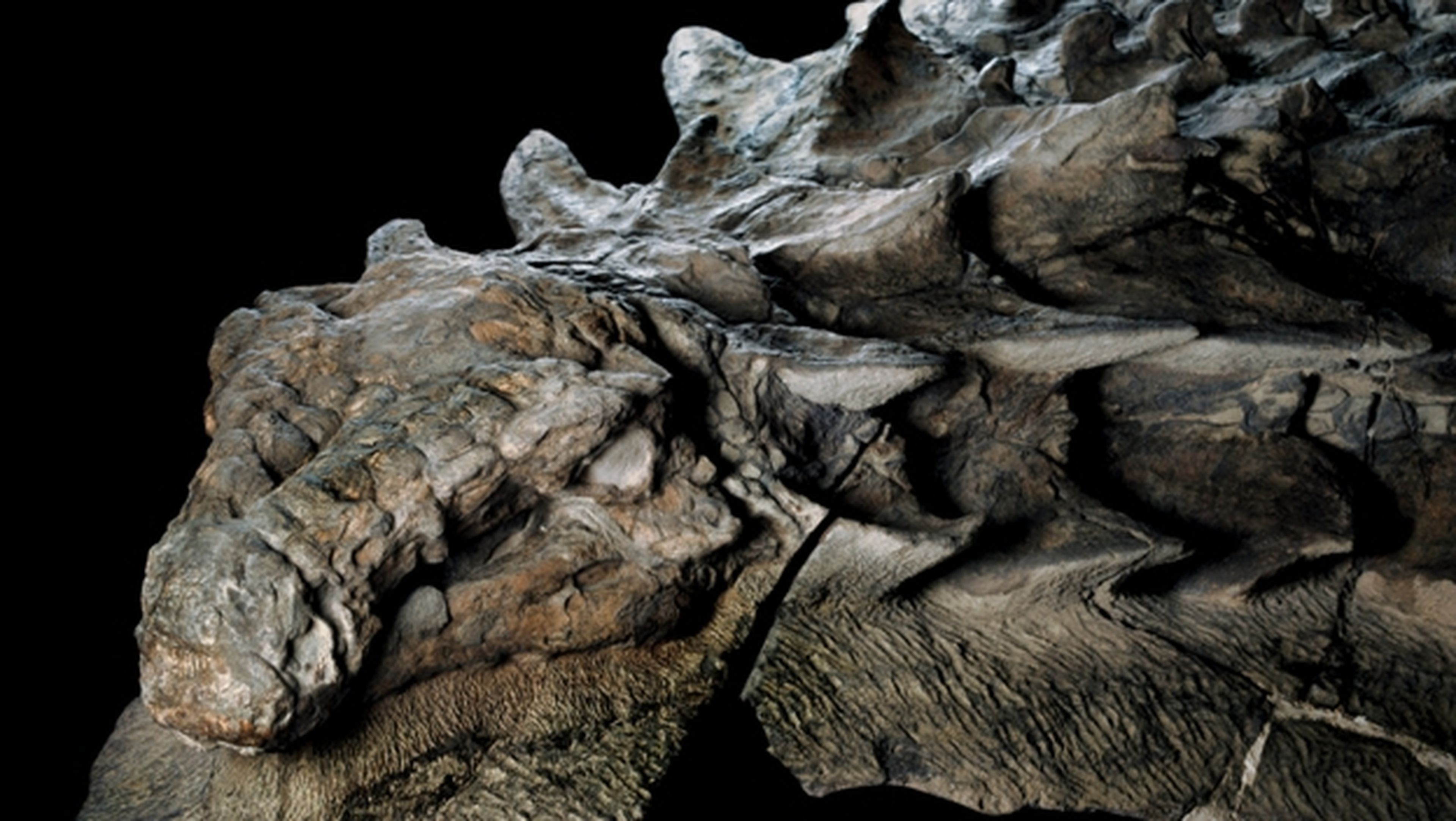 Hallan dinosaurio momificado que parece un dragón de Juego de Tronos