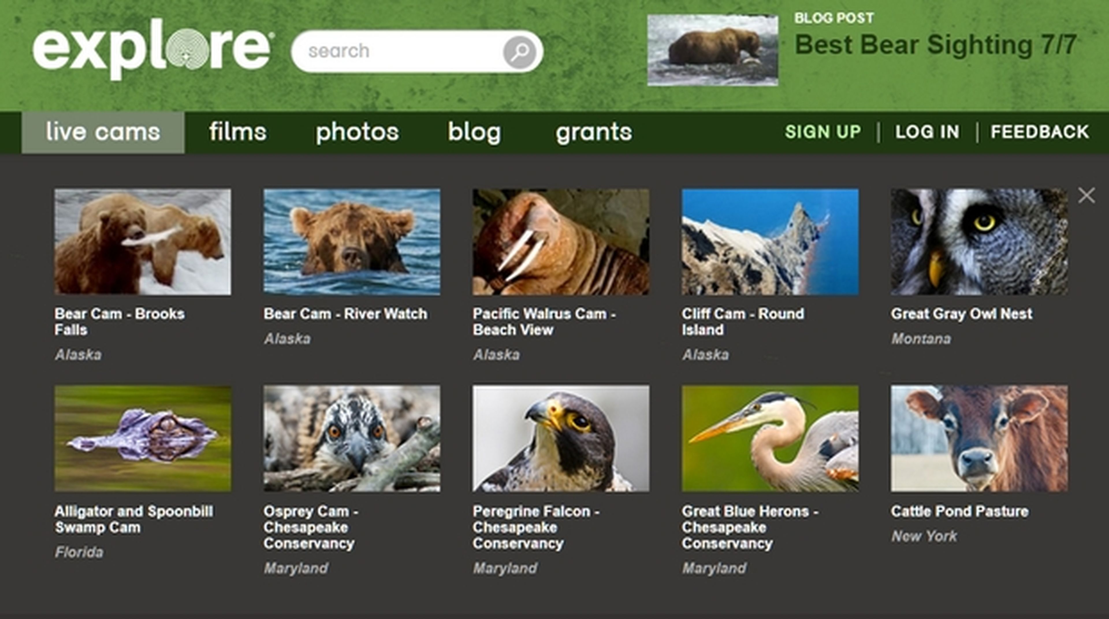 Explore.org, Google te muestra animales salvajes en directo