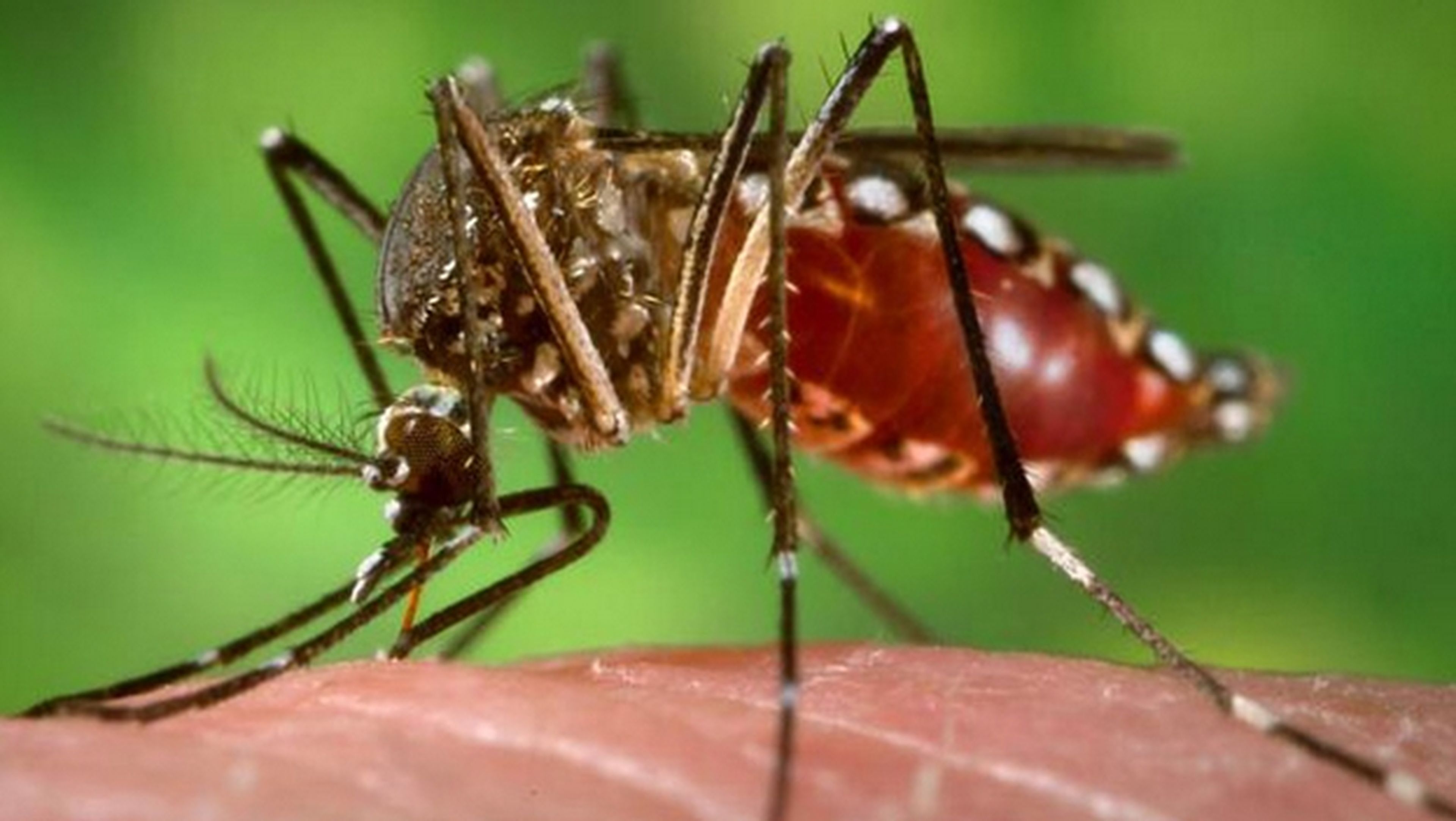 Google va a soltar 20 millones de mosquitos infectados con una bacteria
