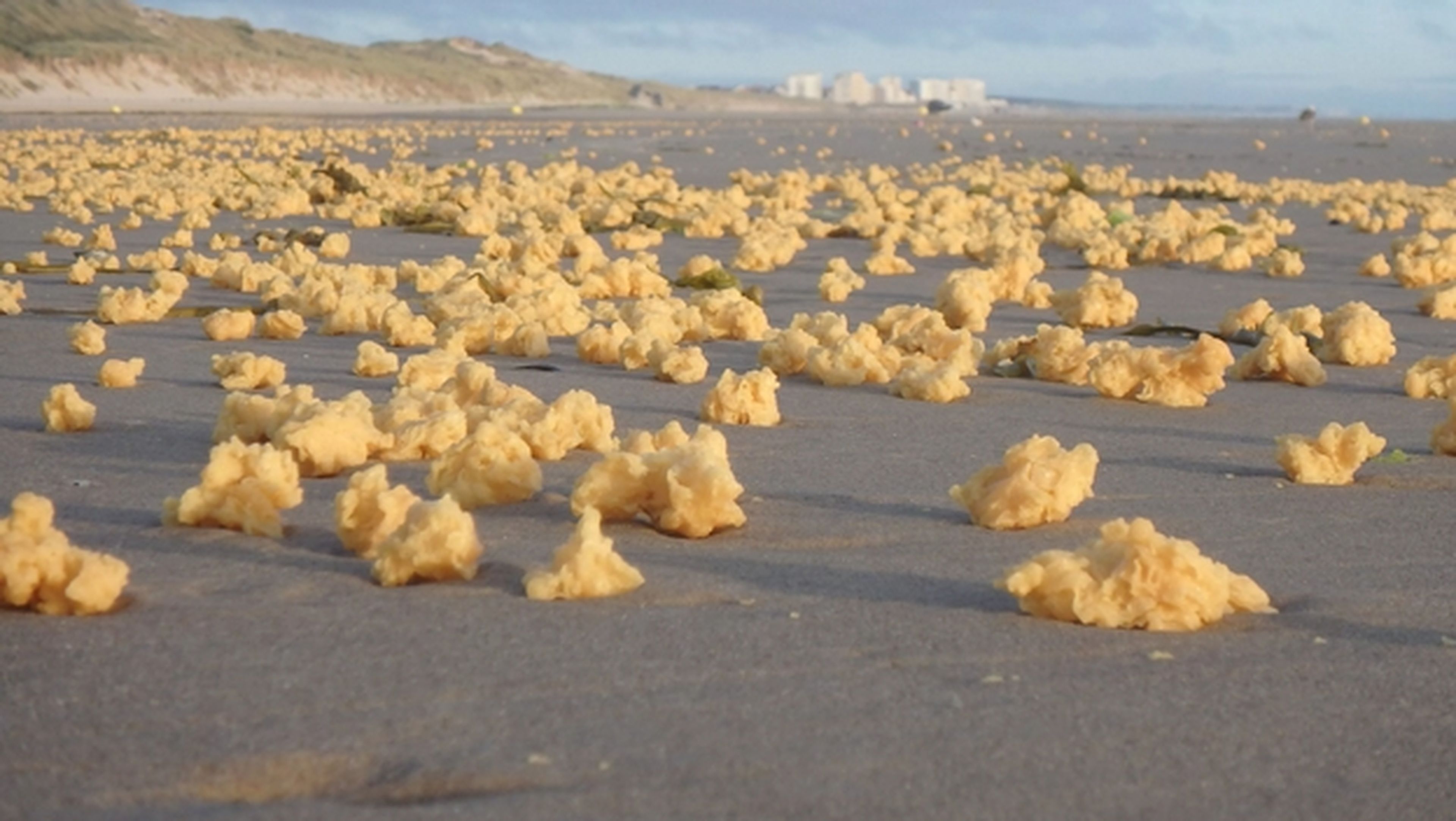 Qué son las extrañas esponjas amarillas que invaden playas francesas