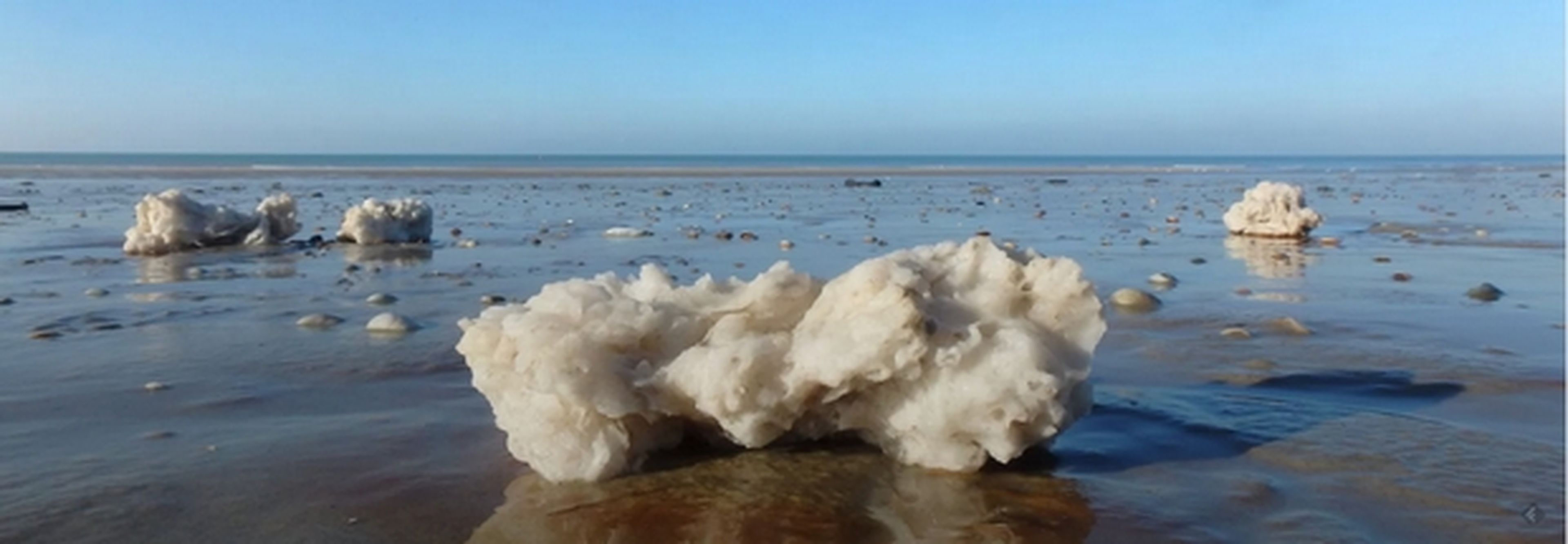Qué son las extrañas esponjas amarillas que invaden playas francesas
