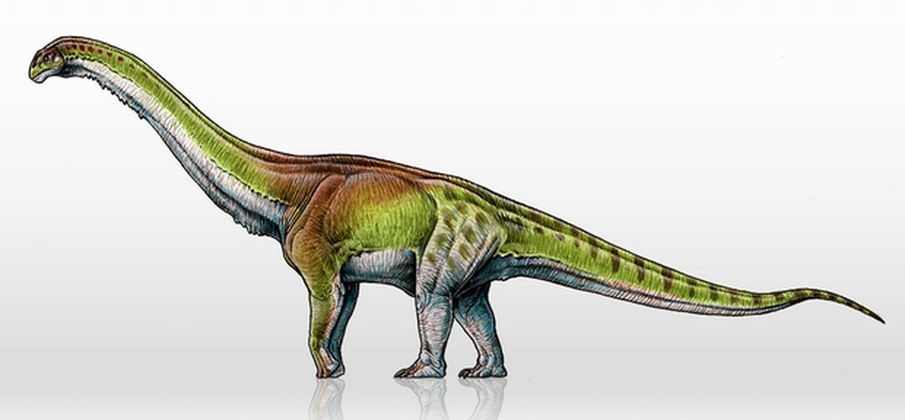 Patagotitan Mayorum, así es el dinosaurio más grande del mundo