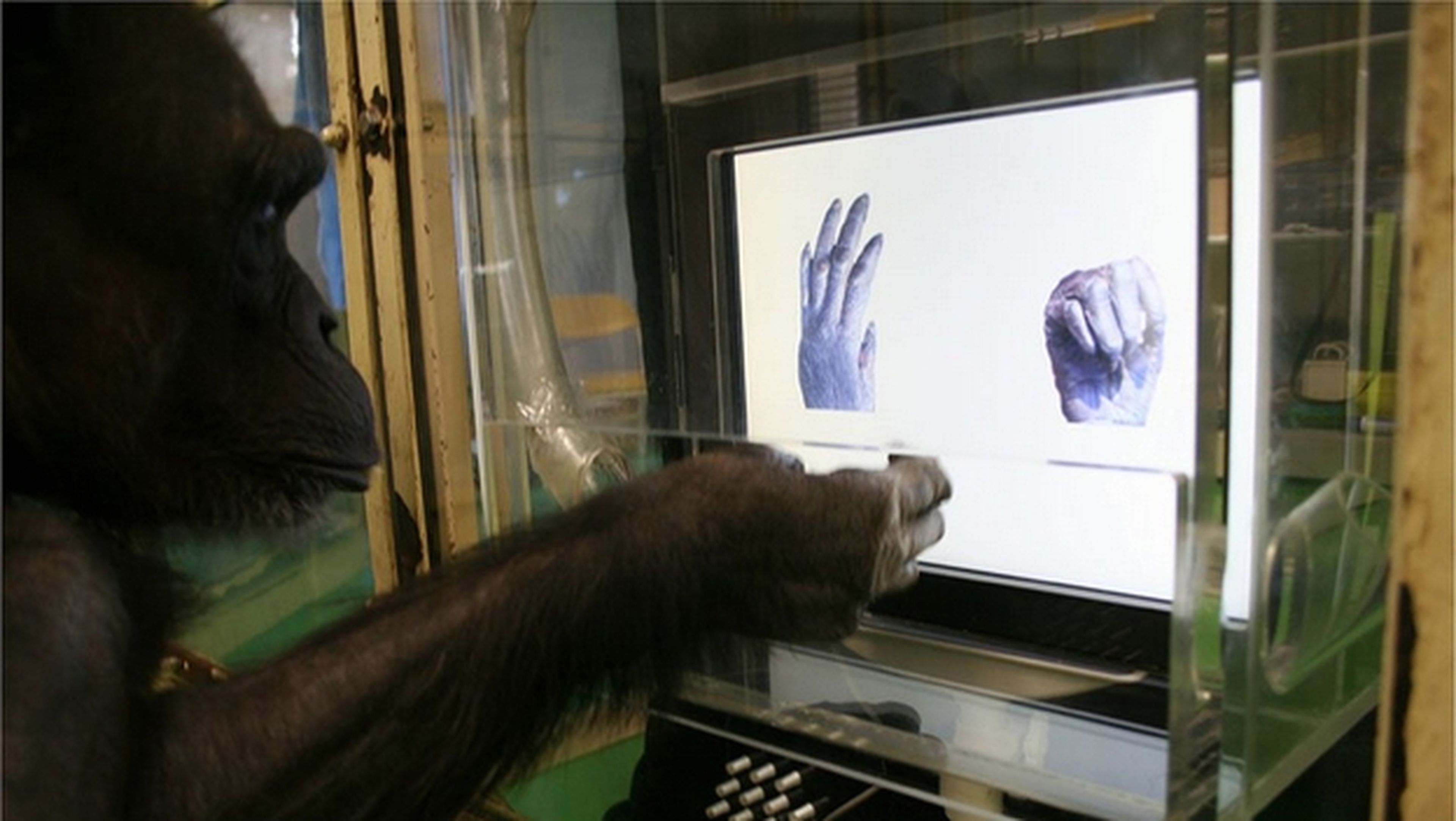 Chimpancés aprenden a jugar al Piedra, Papel o Tijera