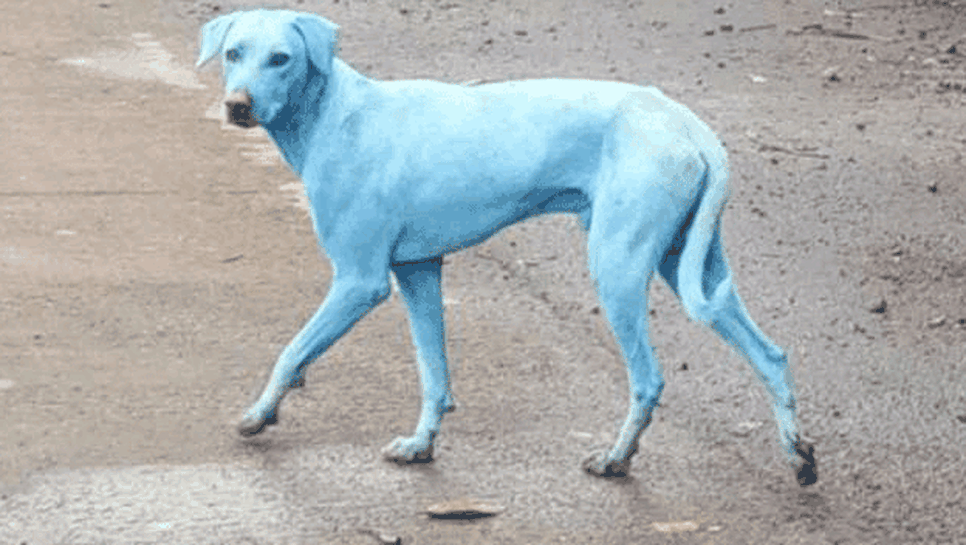 Consecuencias contaminación perros azules
