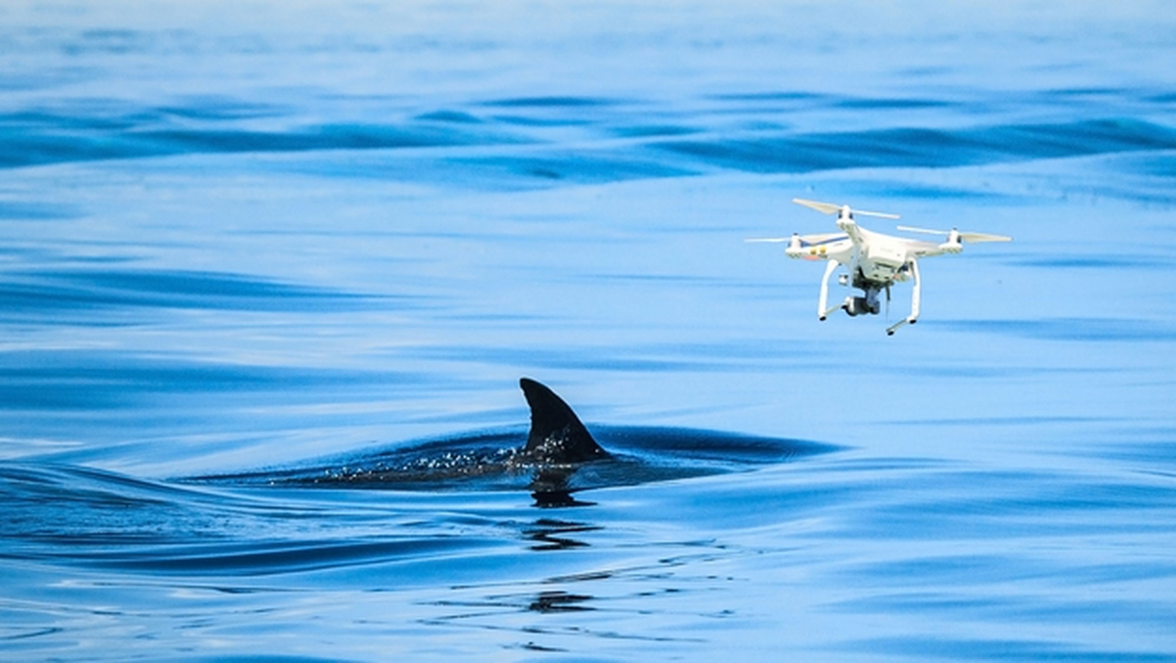 Drones para vigilar a los tiburones en las playas australianas