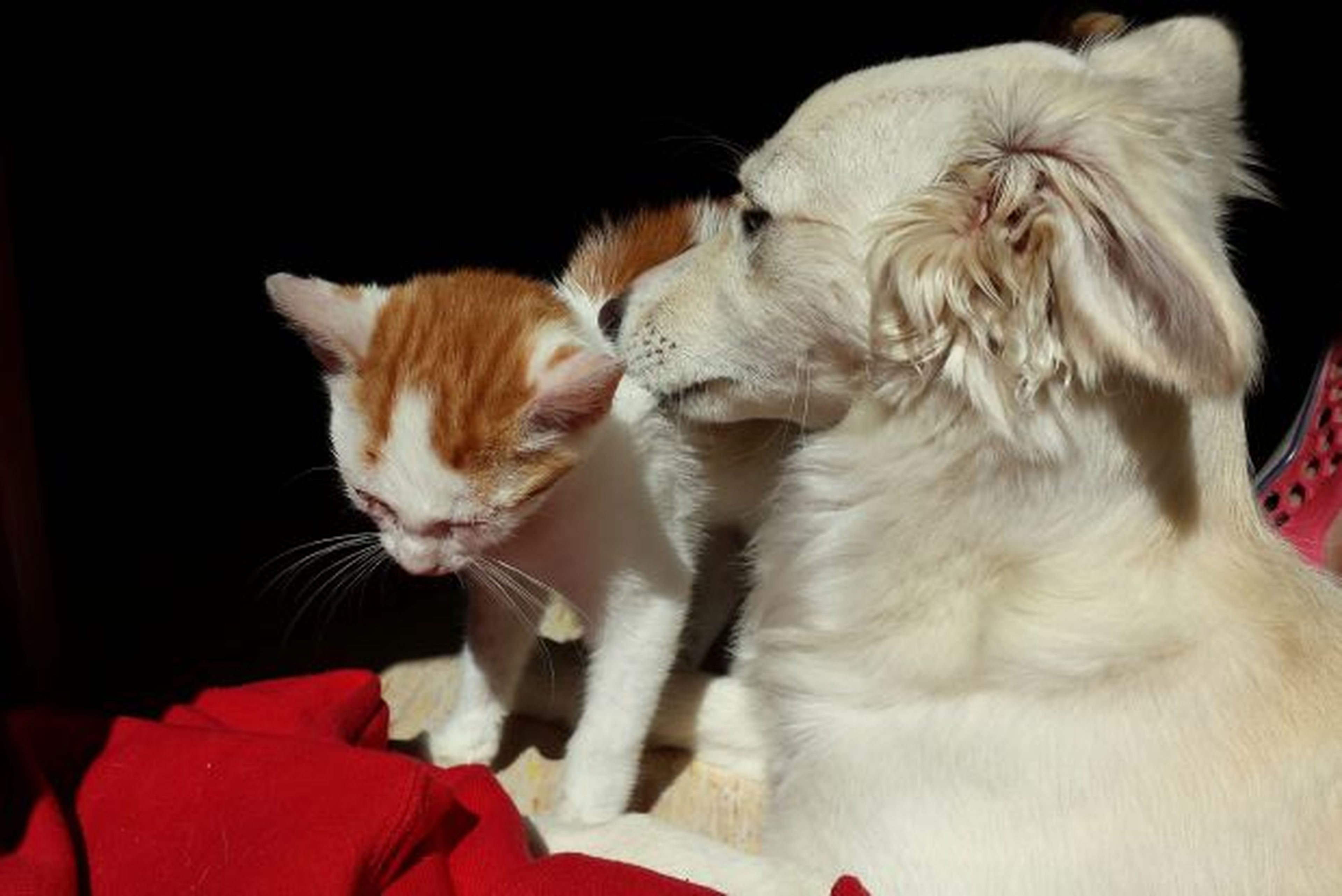 Redes sociales para gatos y perros