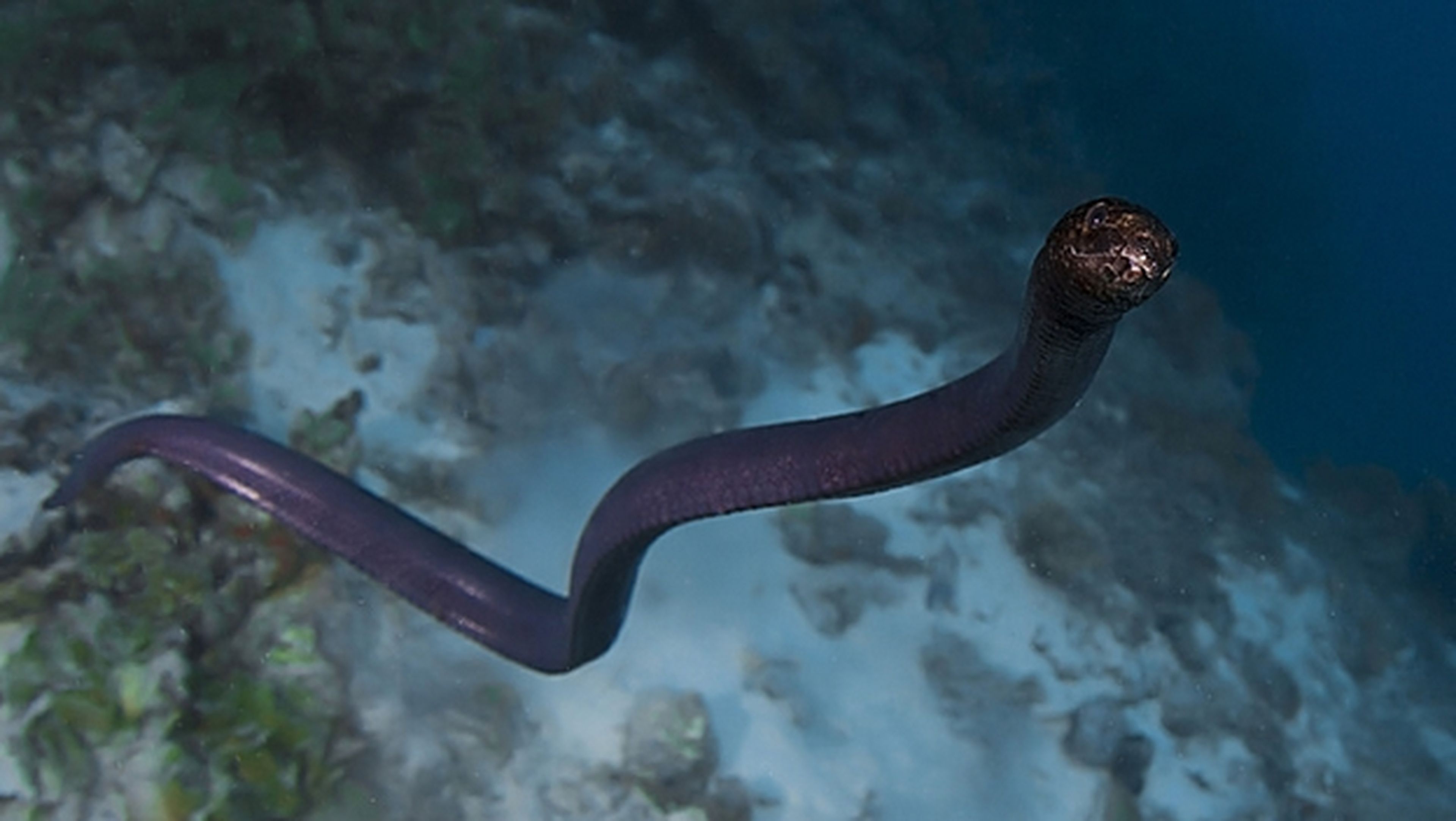 ¿Por qué las serpientes marinas se están volviendo negras?