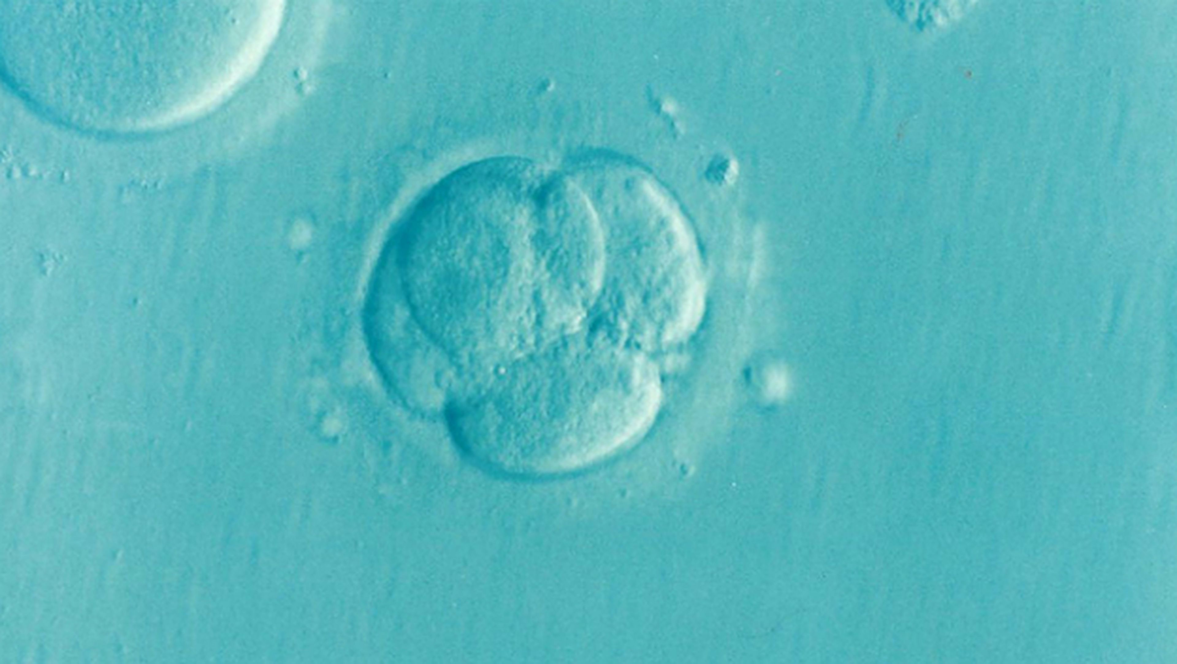 Embrión humano modificado genéticamente por primera vez.
