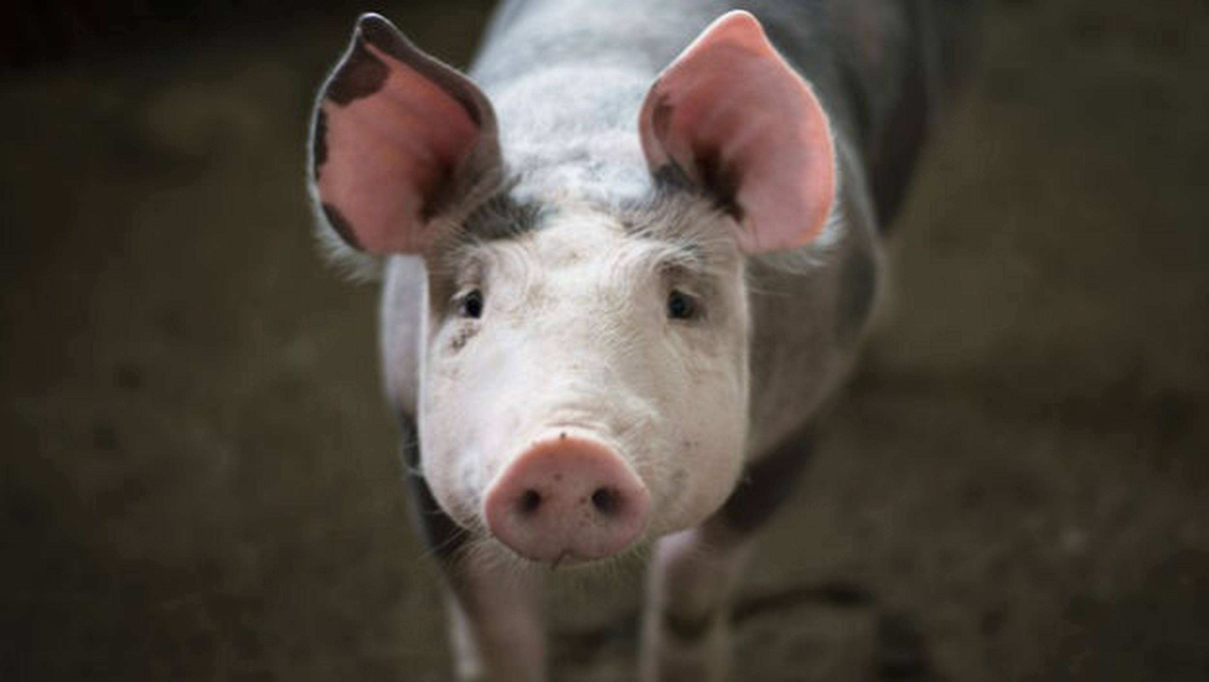 Crean cerdos light modificados genéticamente.