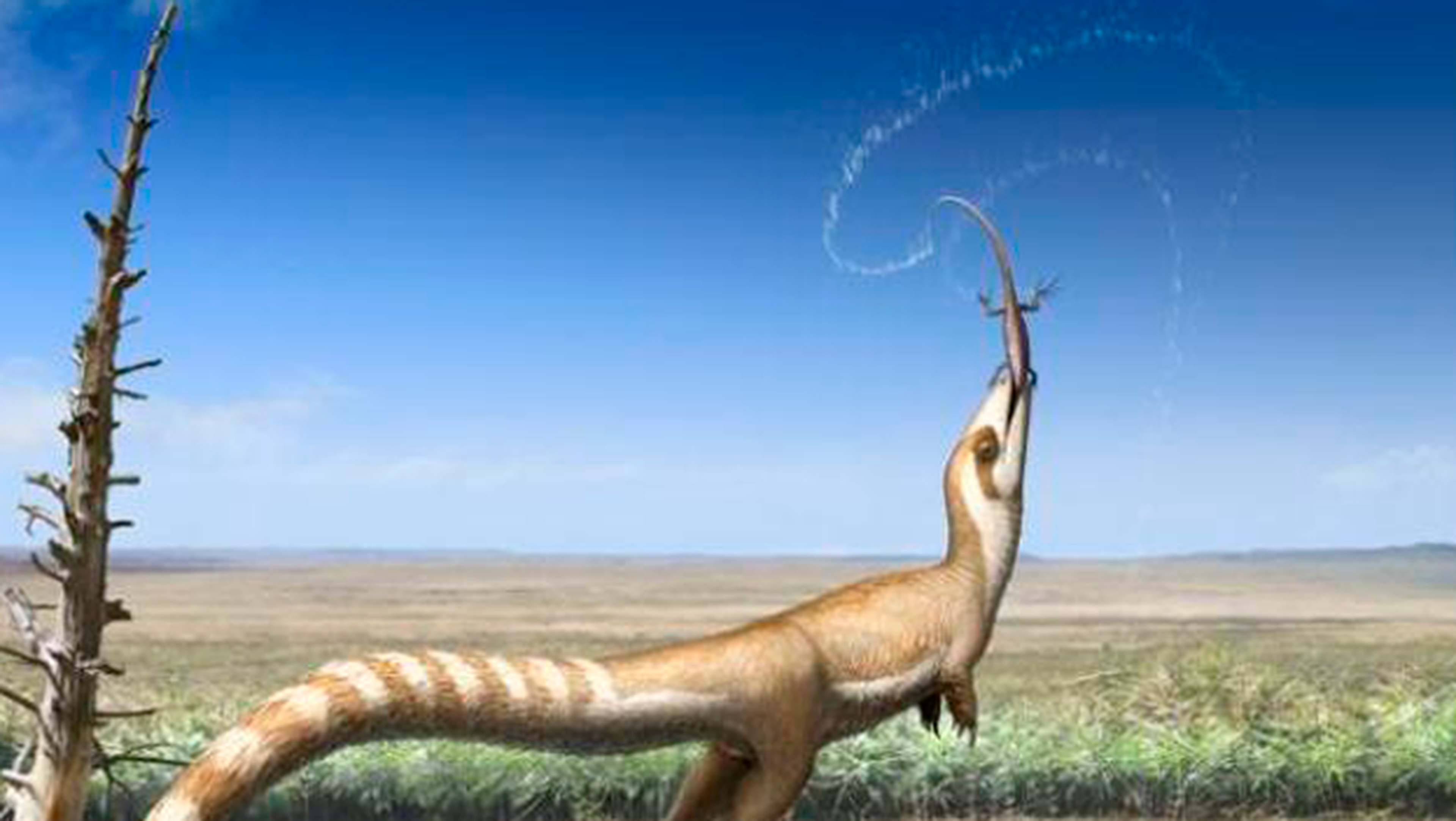 sinosauropteryx primer dinosaurio descubierto con antifaz