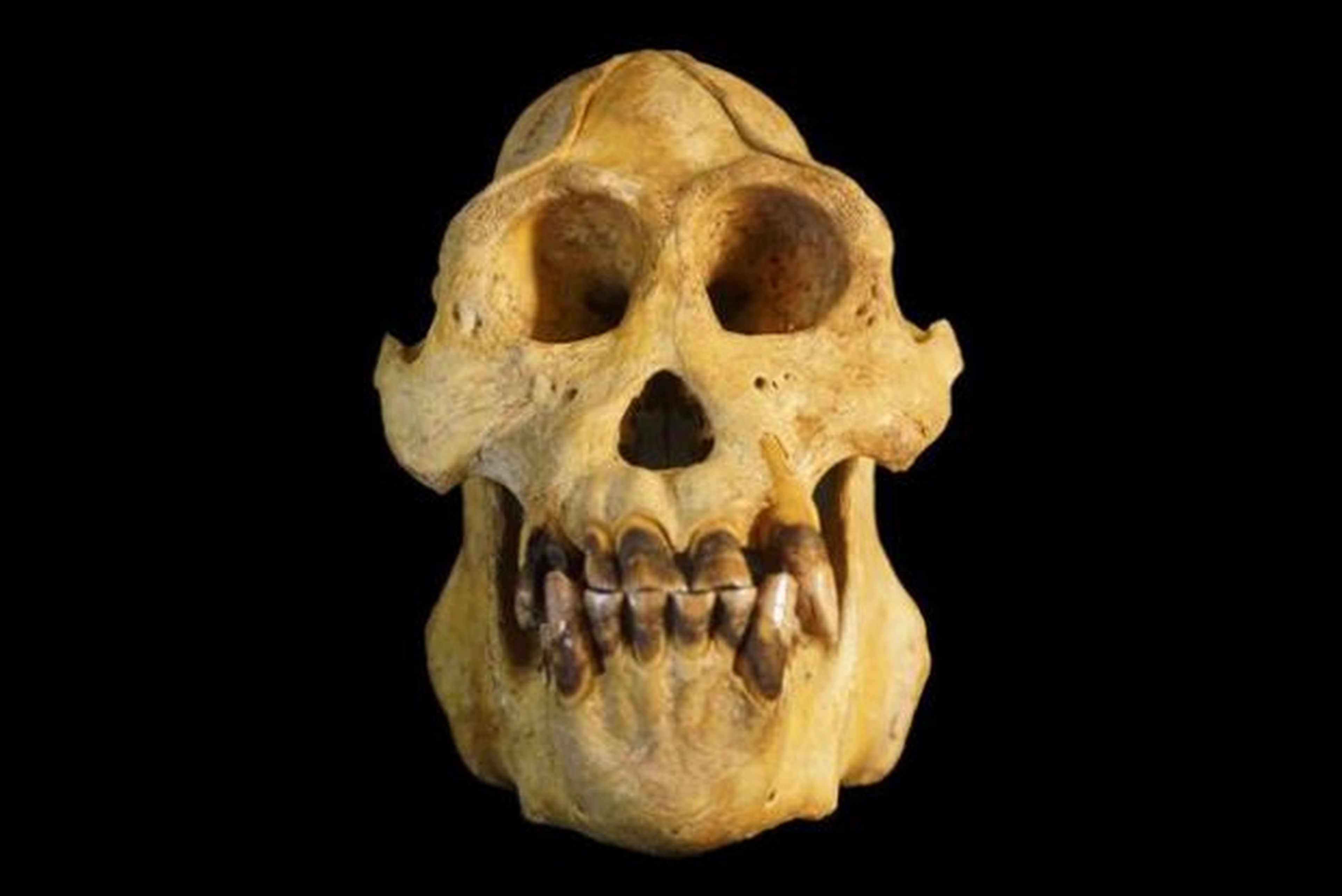 Cráneo de Pongo tapanuliensis