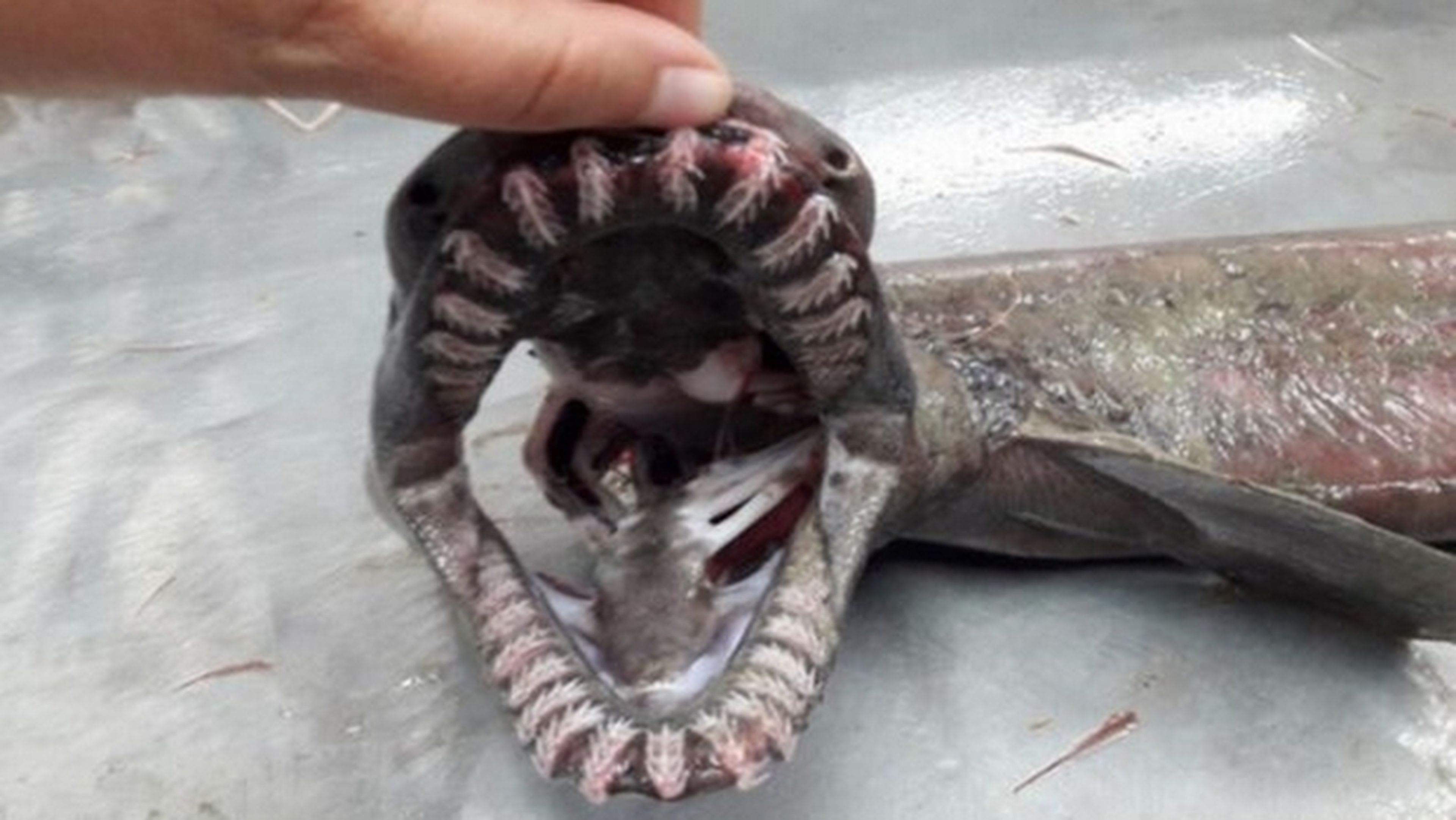 Capturan un tiburón prehistórico, un fósil viviente, en Portugal