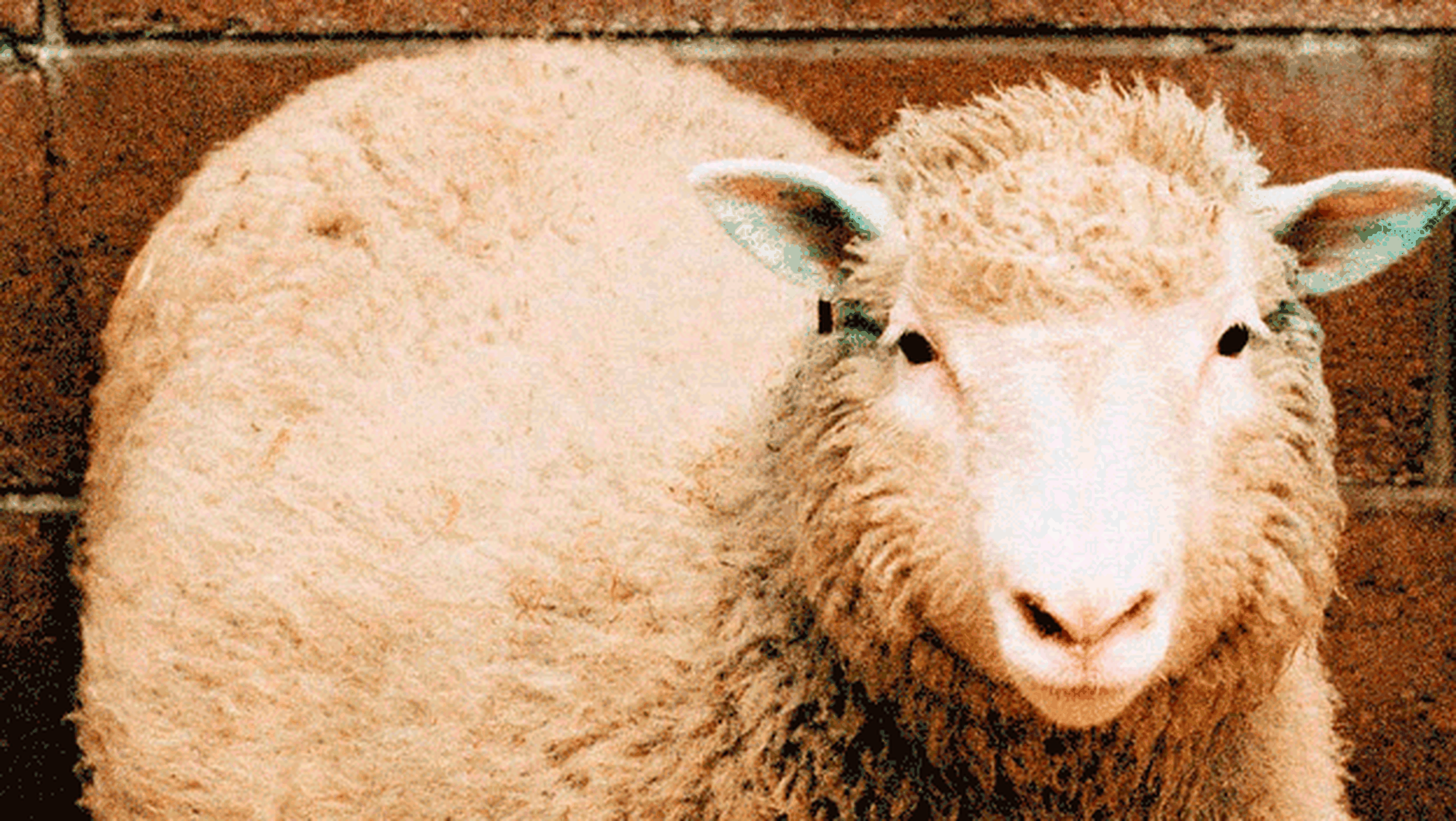 Causa muerte fallecimiento oveja Dolly, primer animal clonado