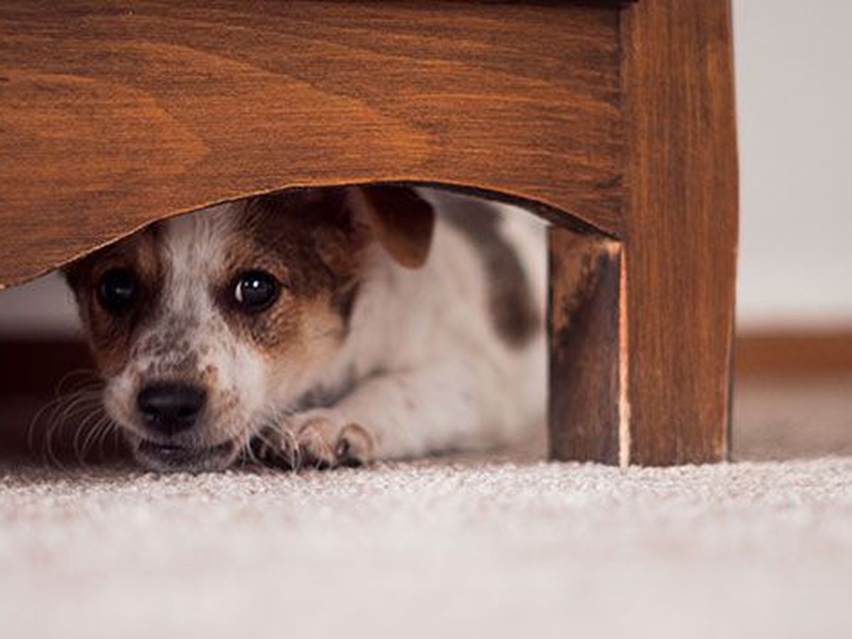 son las golosinas nutro buenas para los perros